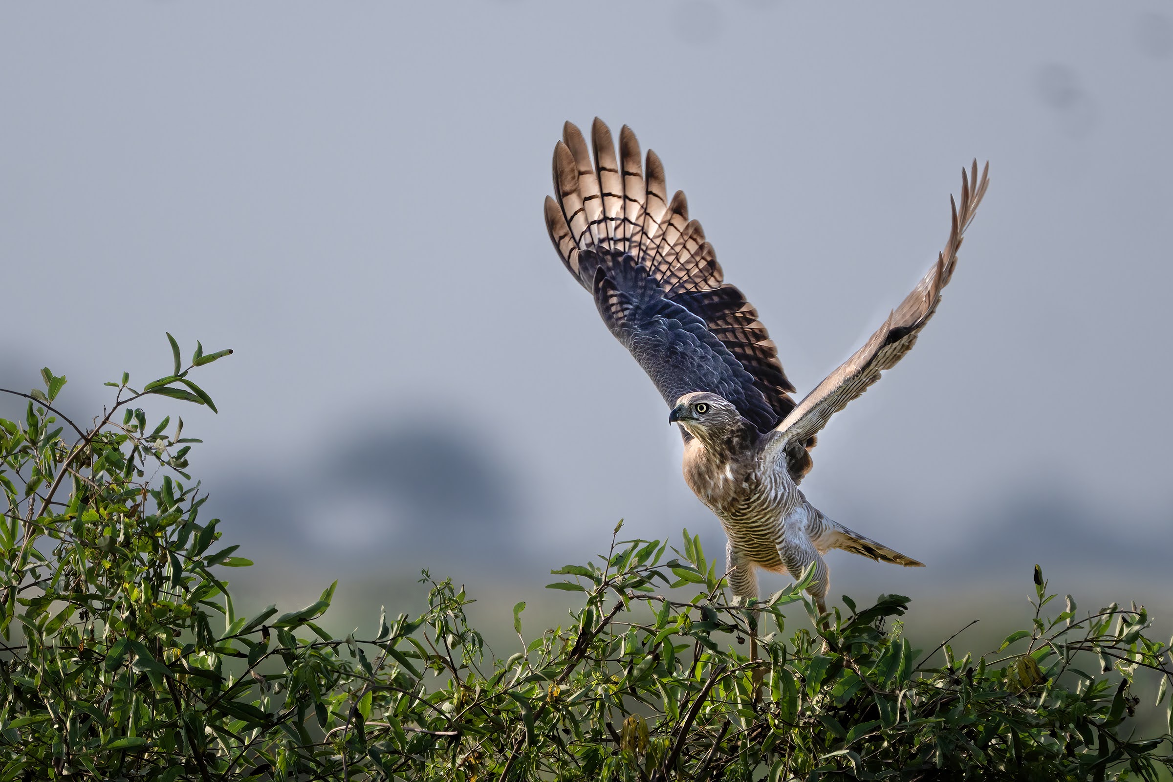 Singing Goshawk