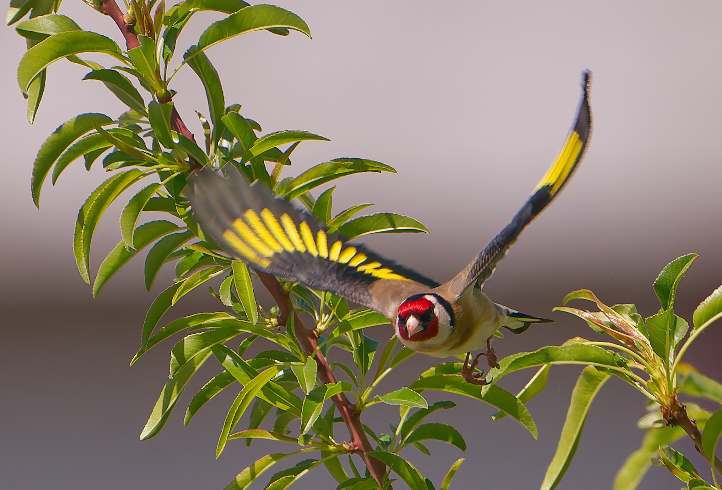 Goldfinch
