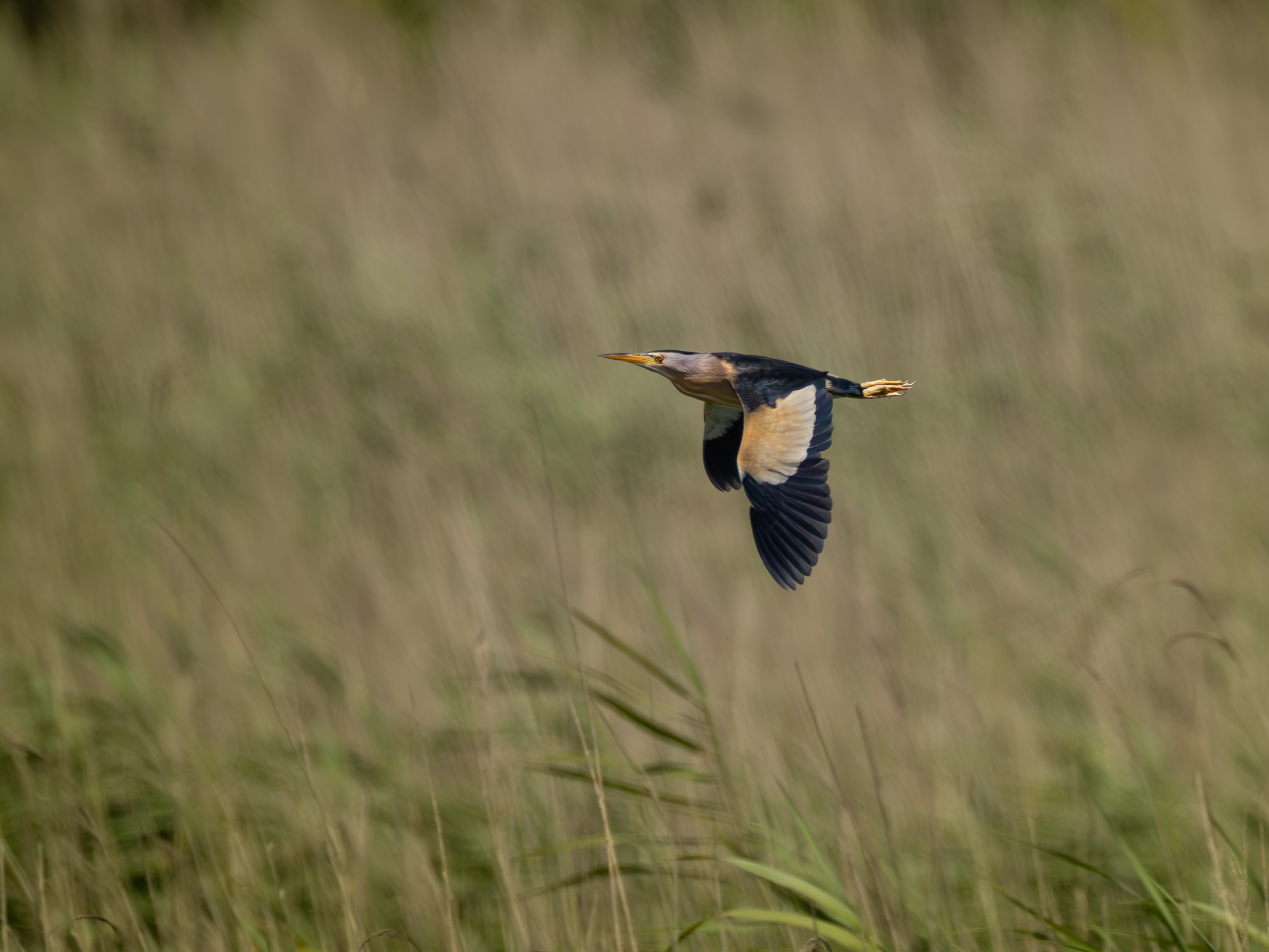 Little bittern
