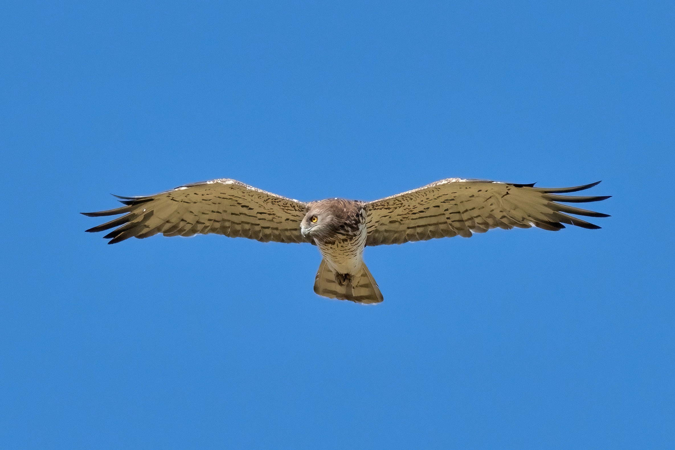Short-toed Eagle (Circaetus gallicus)