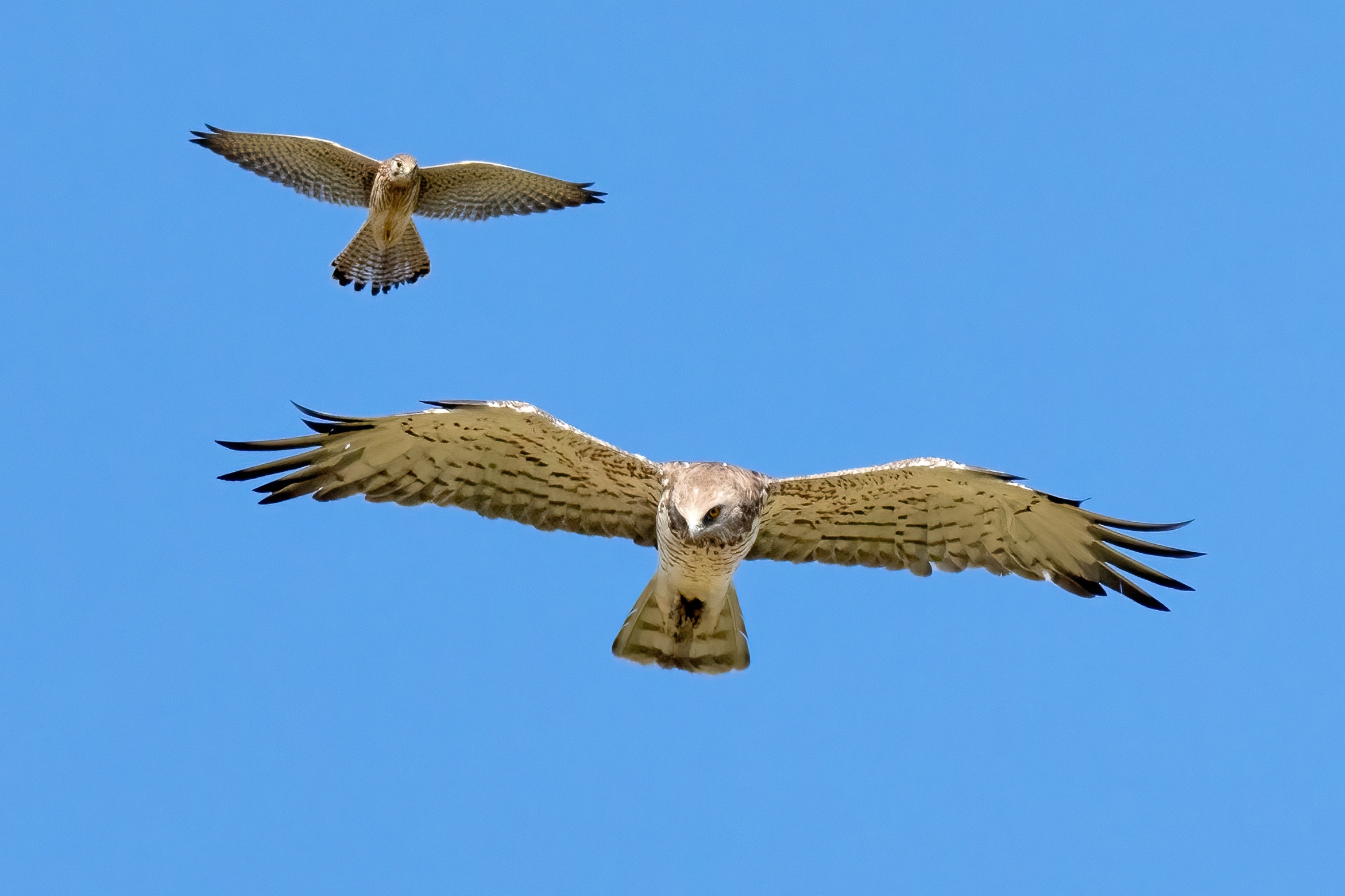 Short-toed Eagle Disturbed by the Kestrel