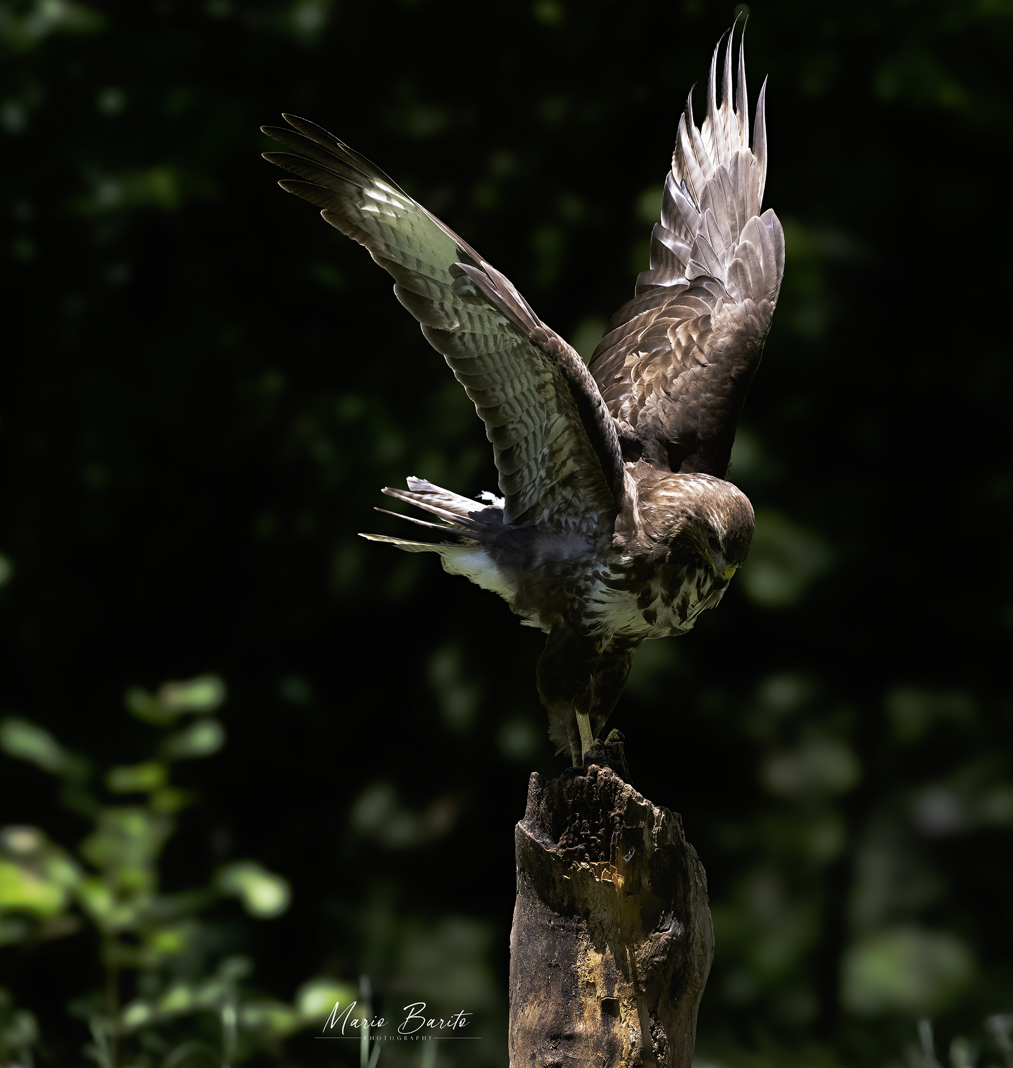 buzzard