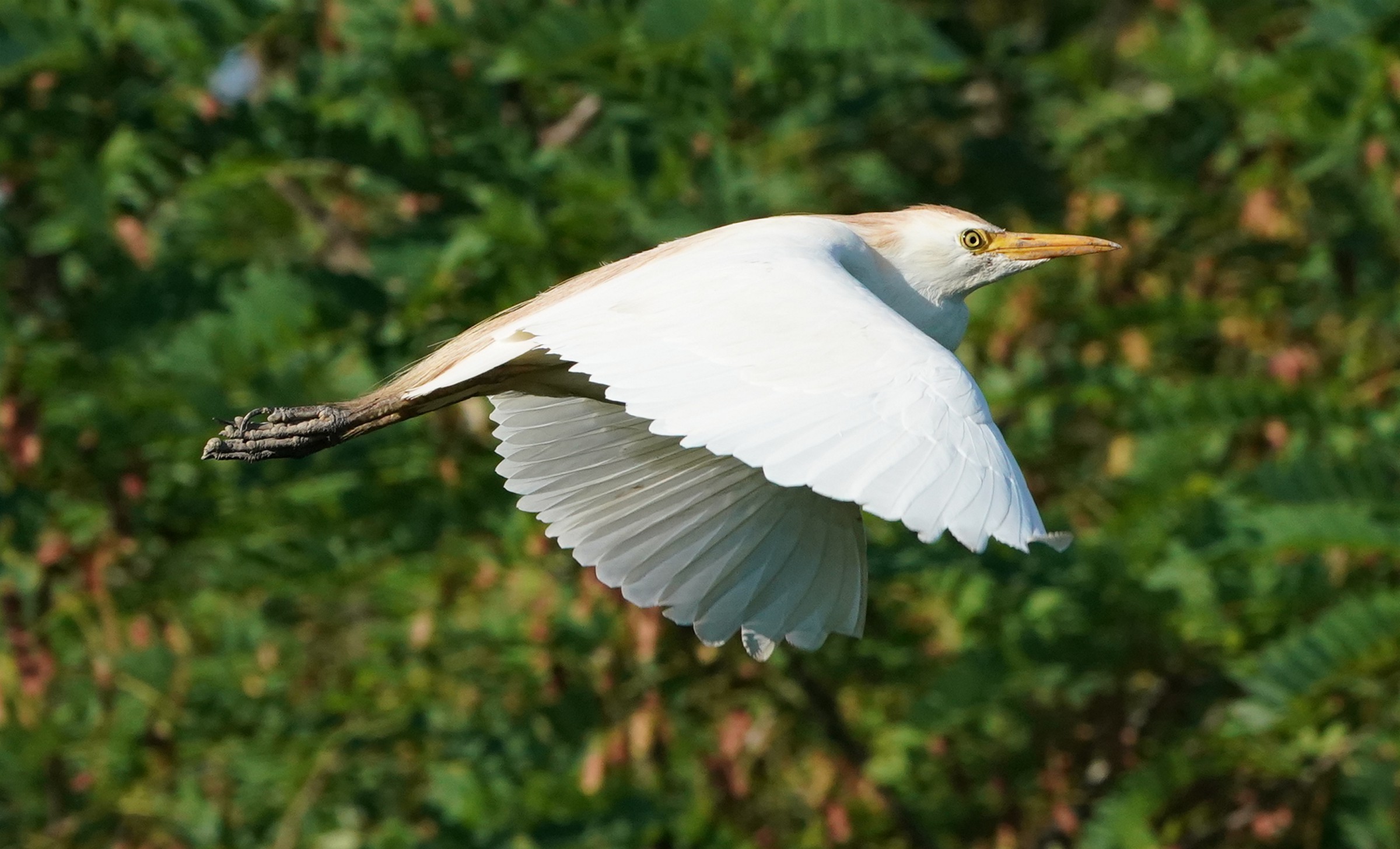 Airone guardabuoi