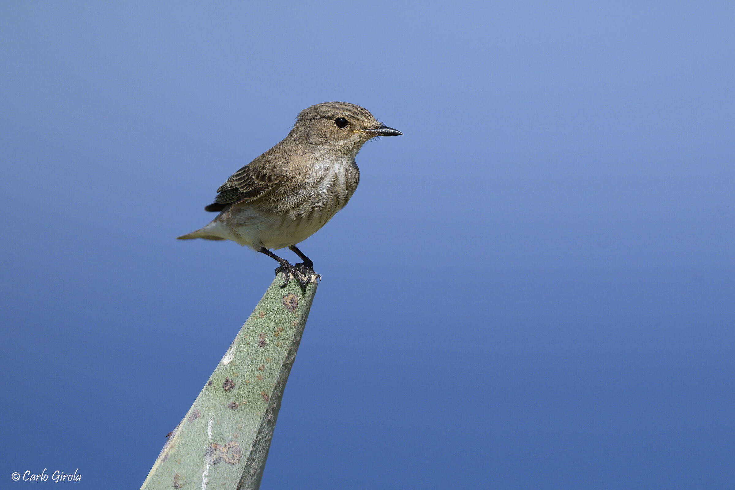 Flycatcher (Muscicapa striata)