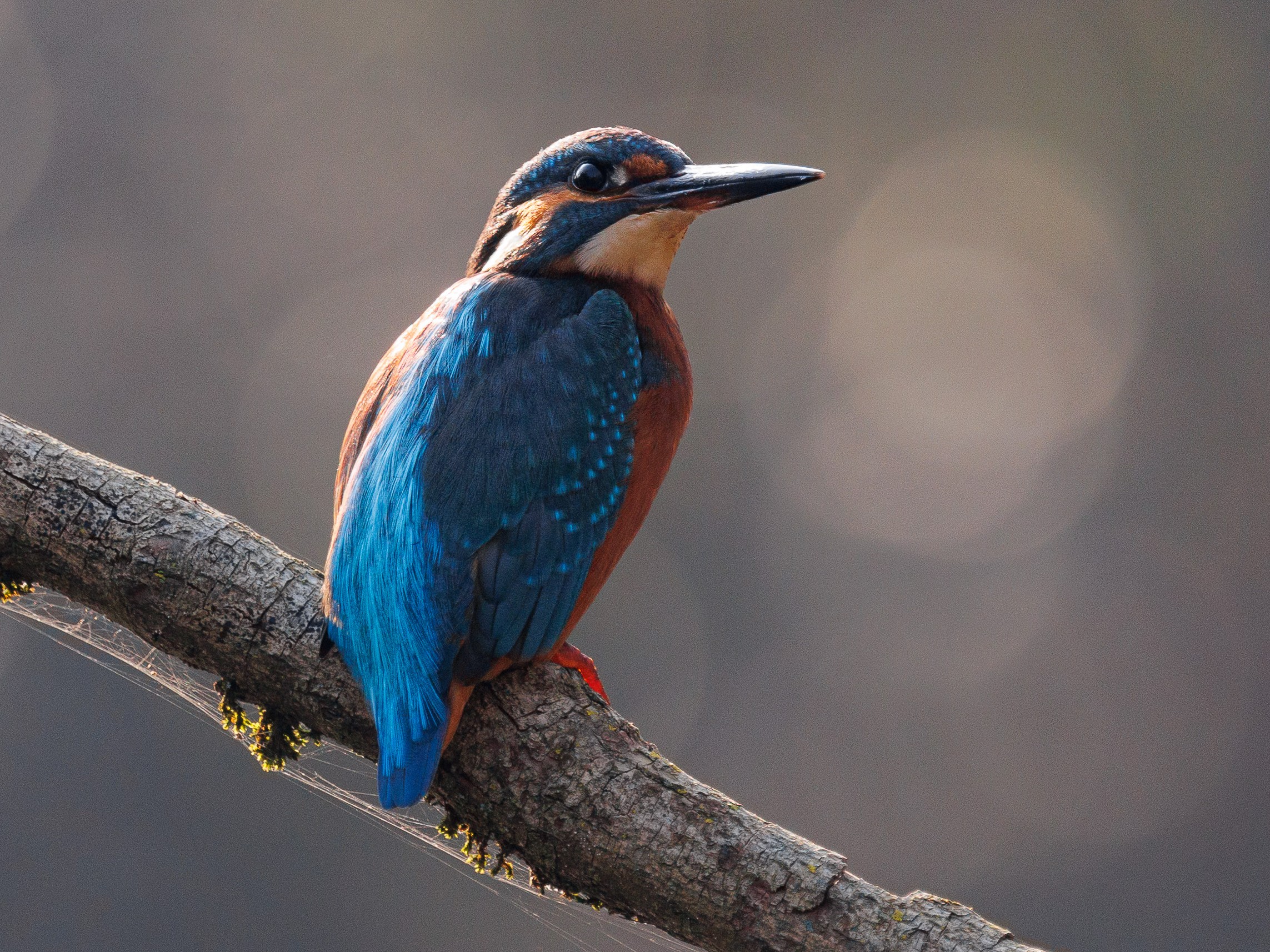 Martin pescatore all'alba