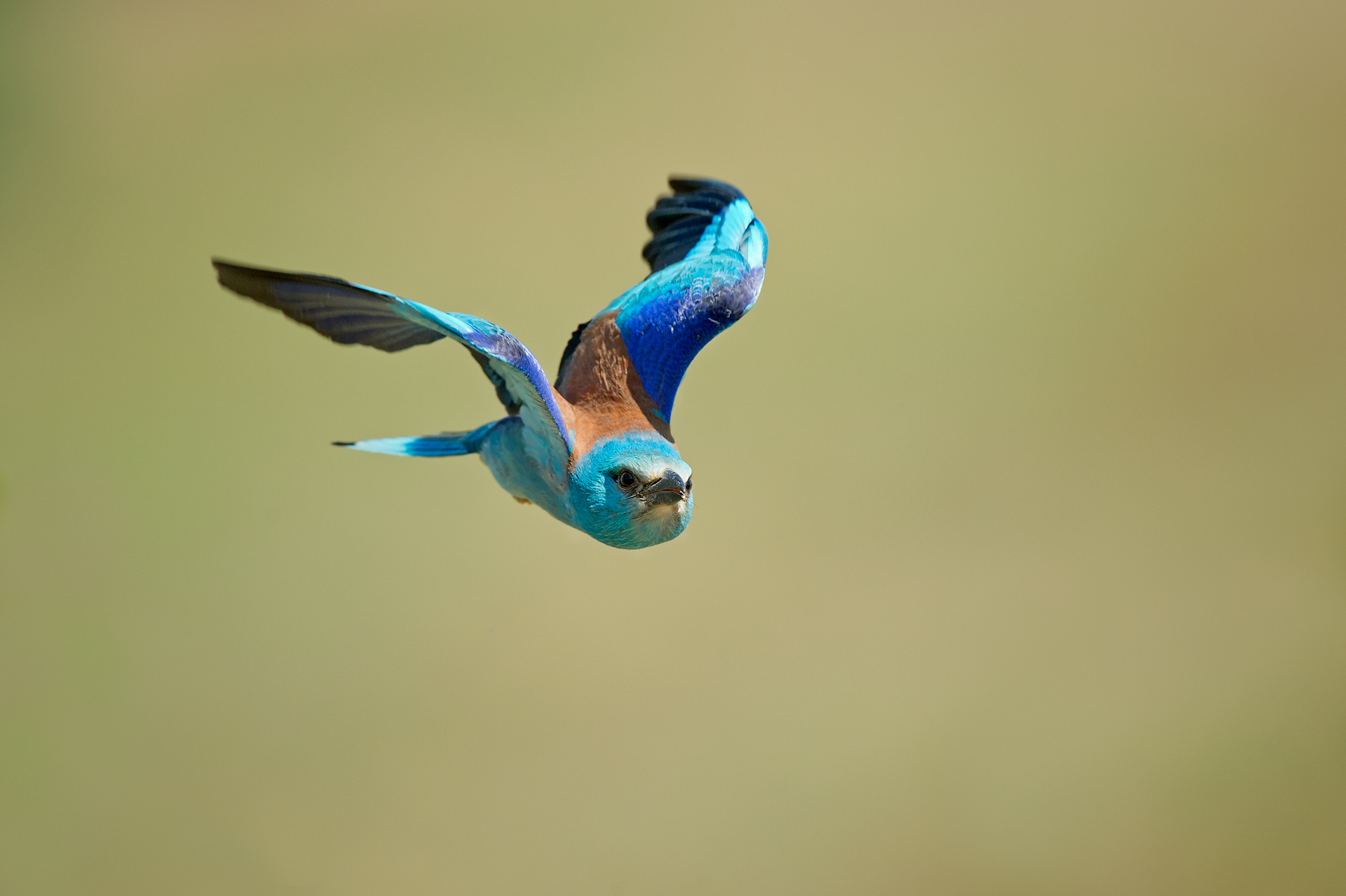 Jay Marina in flight
