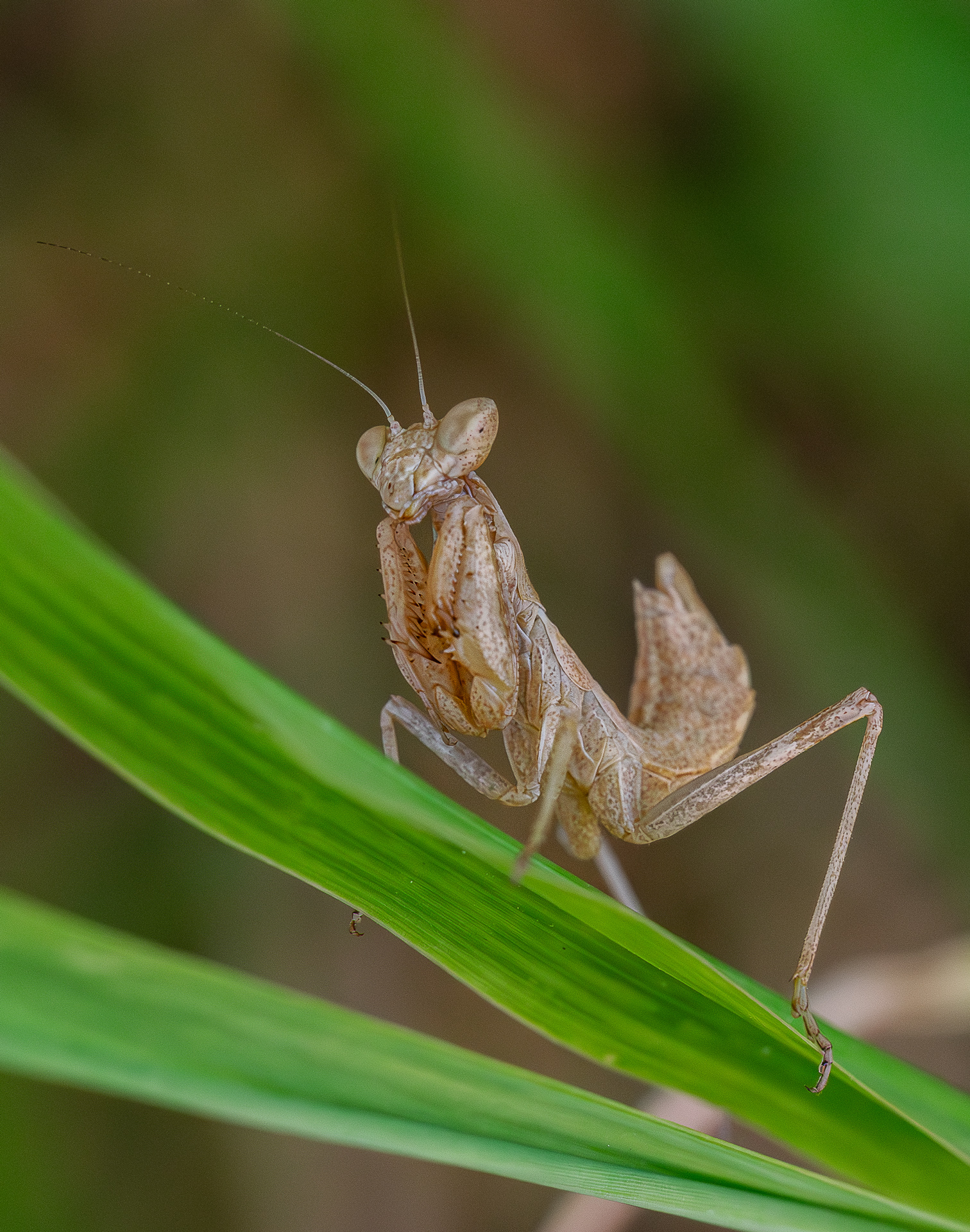 Dwarf mantis