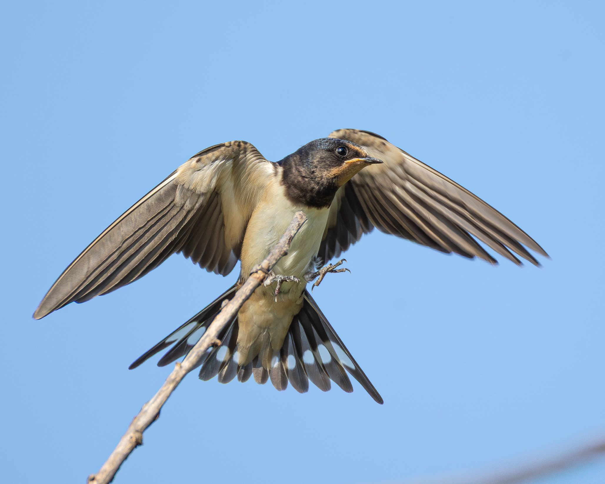 Swallow on landing