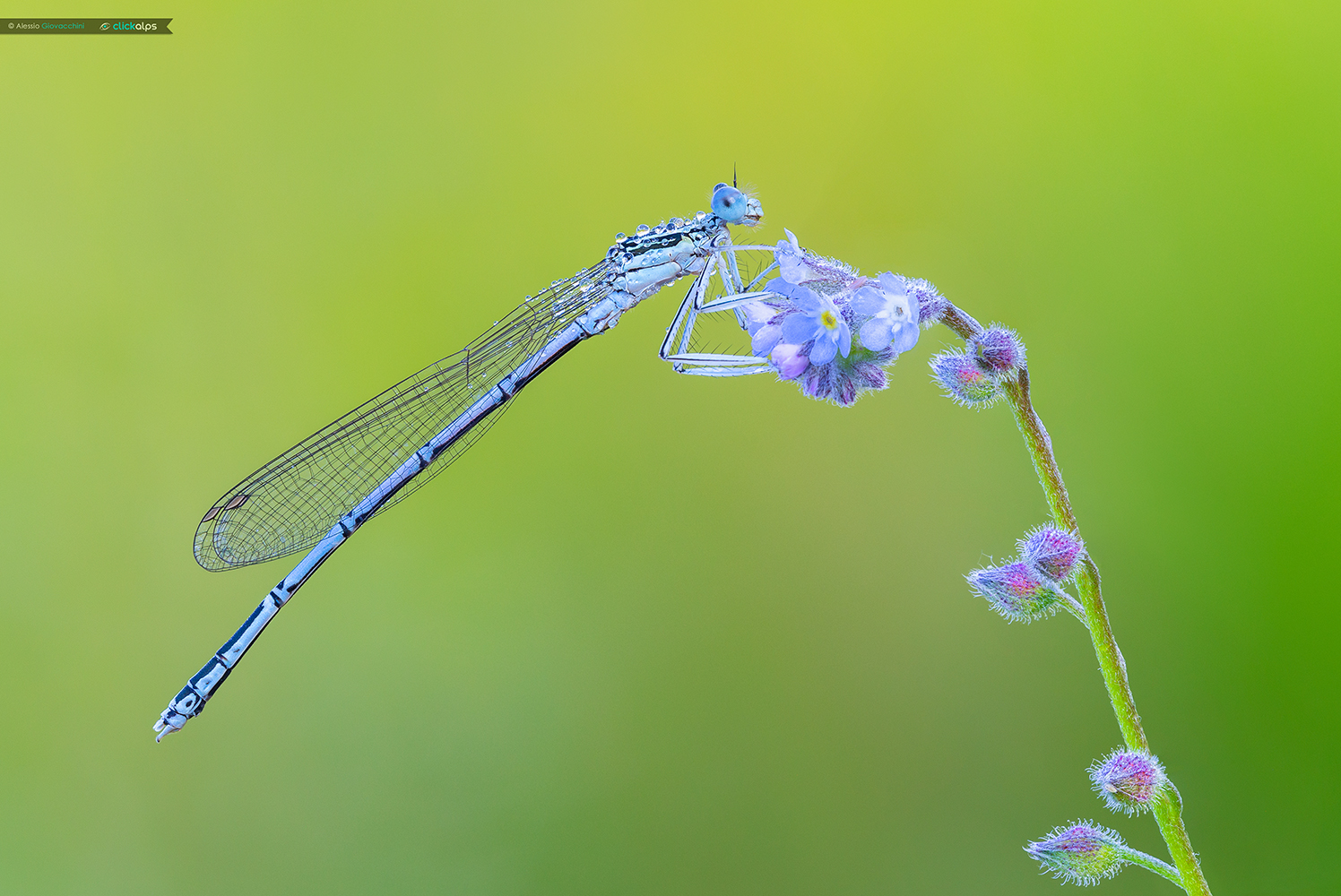 Platycnemis pennipes