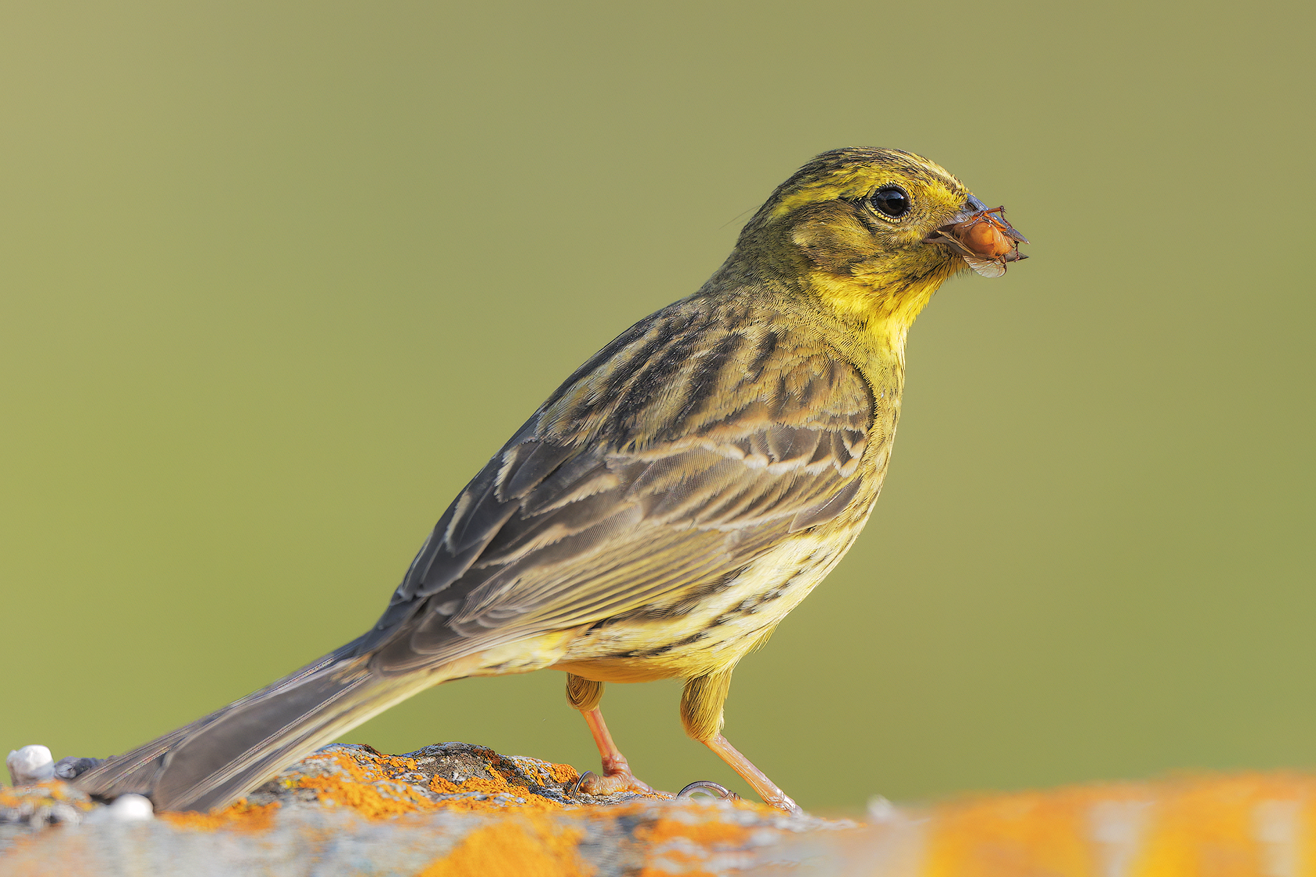 Yellowhammer