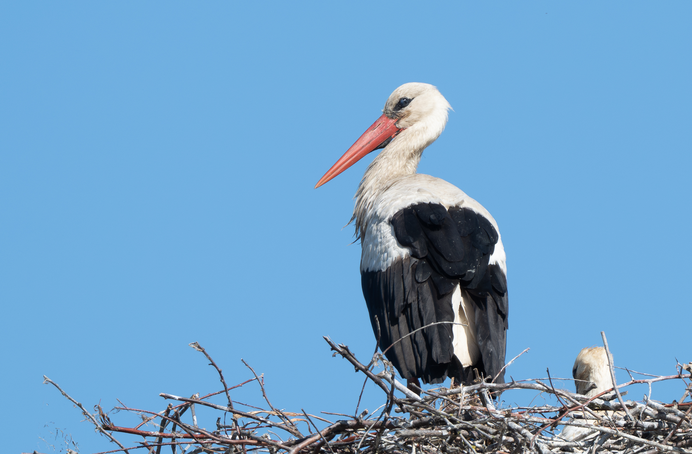 stork