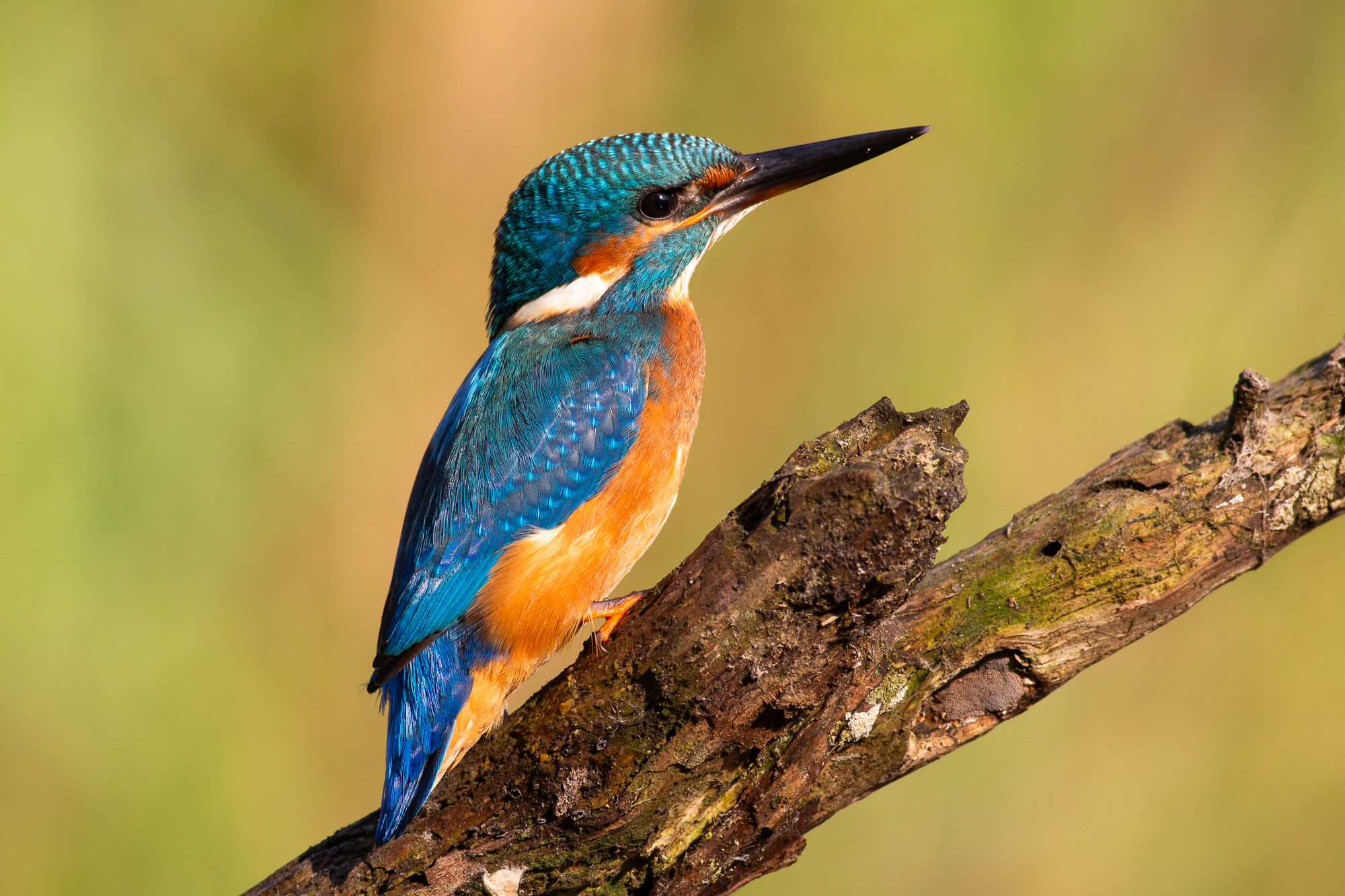 Kingfisher