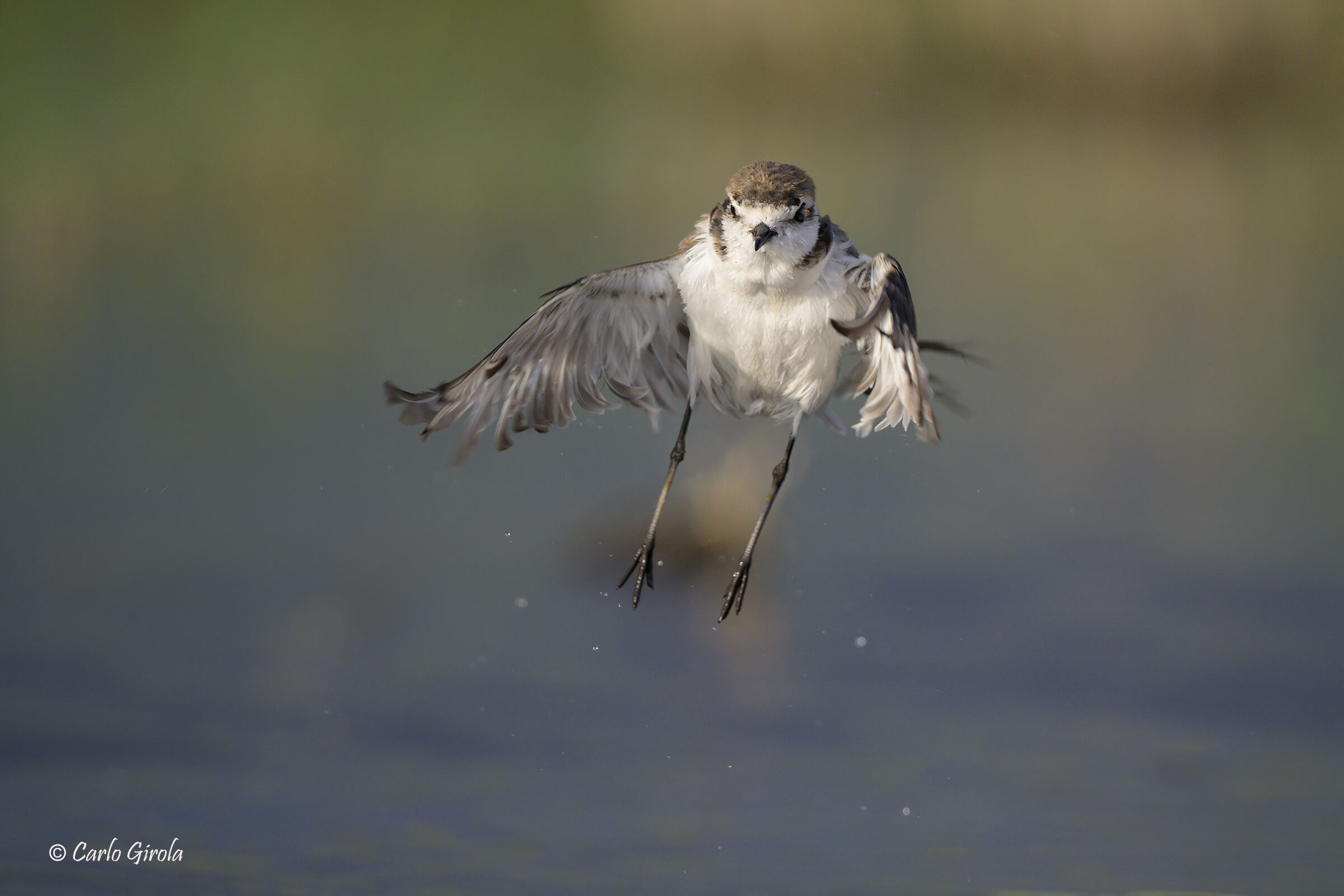 Fratino (Charadrius alexandrinus)