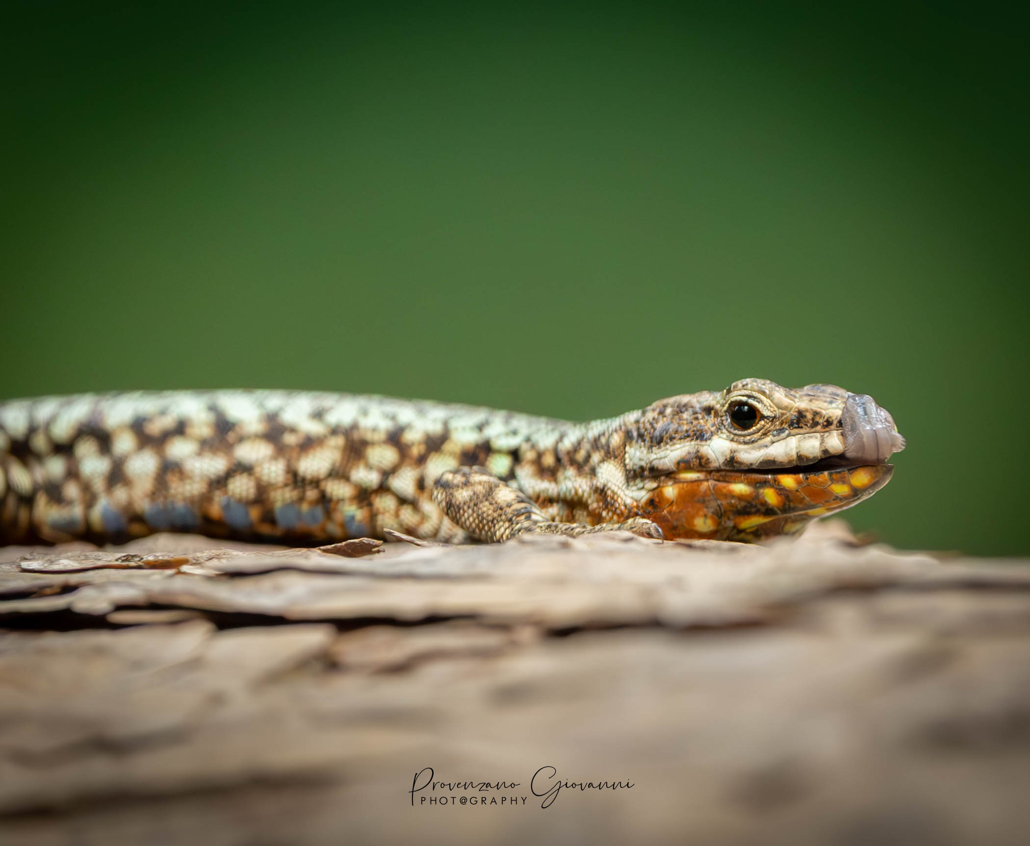 lucertola muraiola -Podarcis muralis-