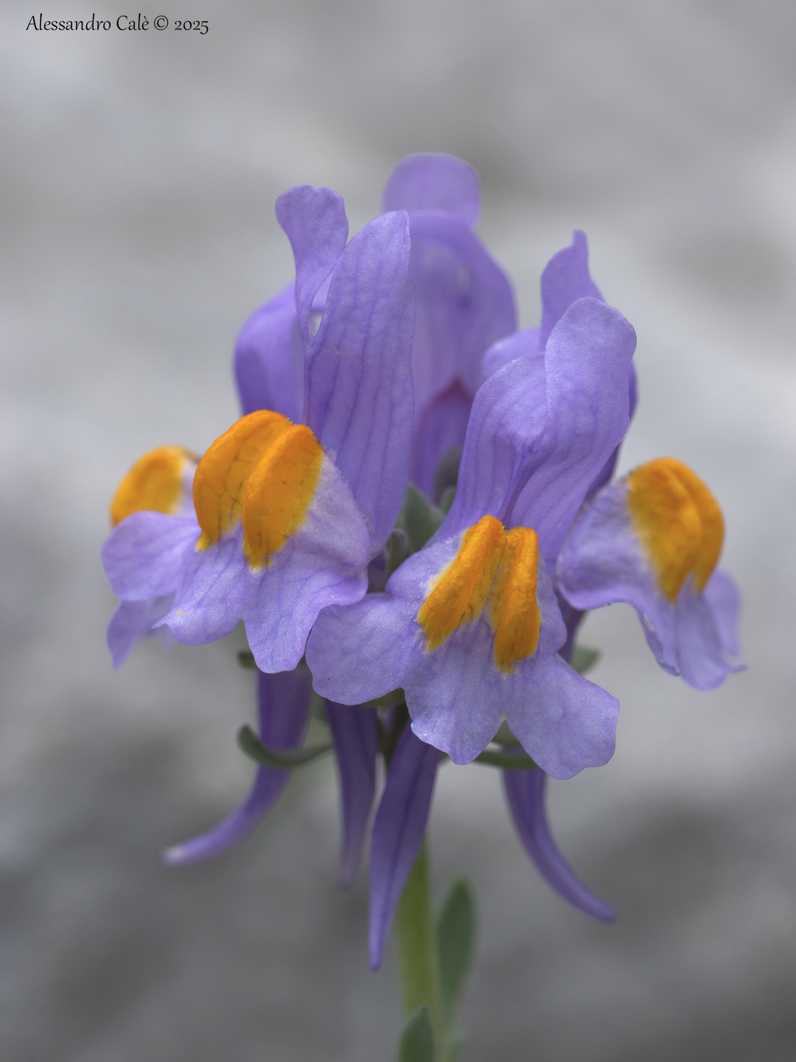 Linajola alpina (Linaria alpina) 5054