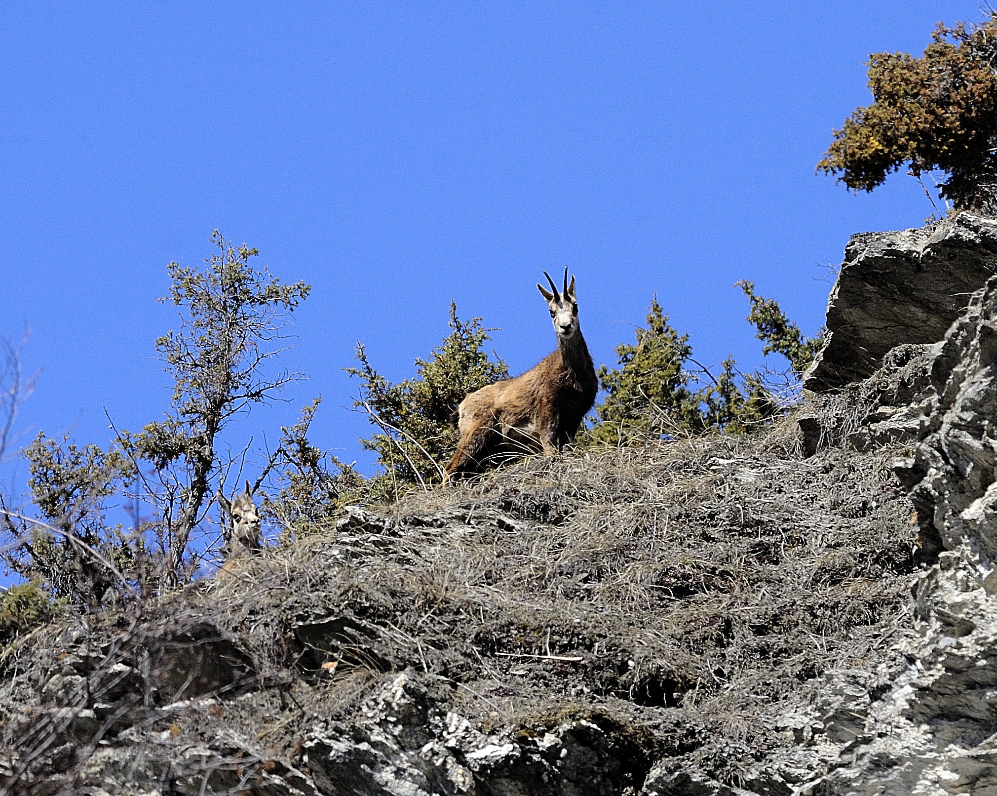 chamois