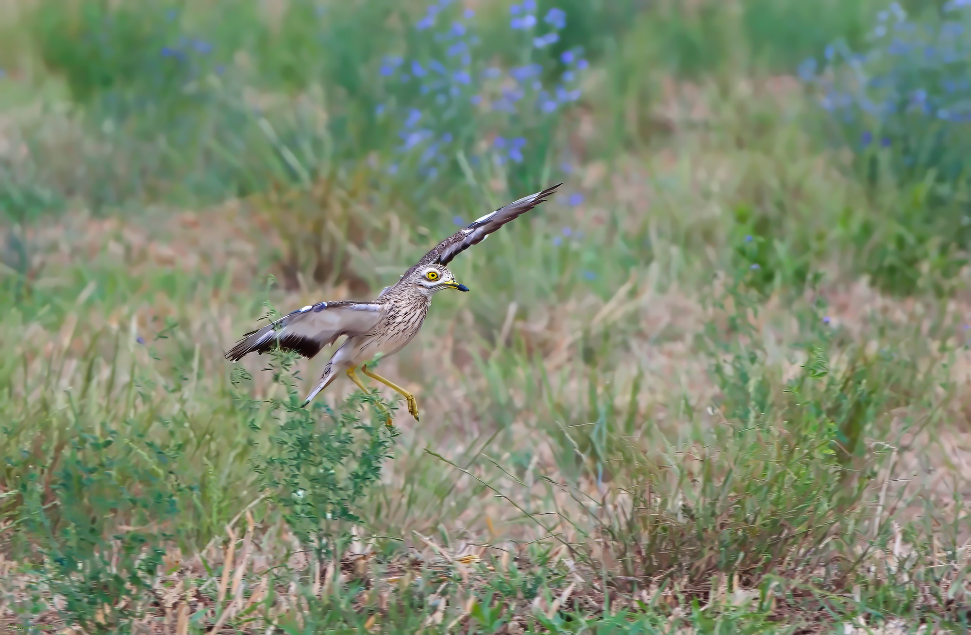 Curlew (Burhinus oedicnemus) on landing