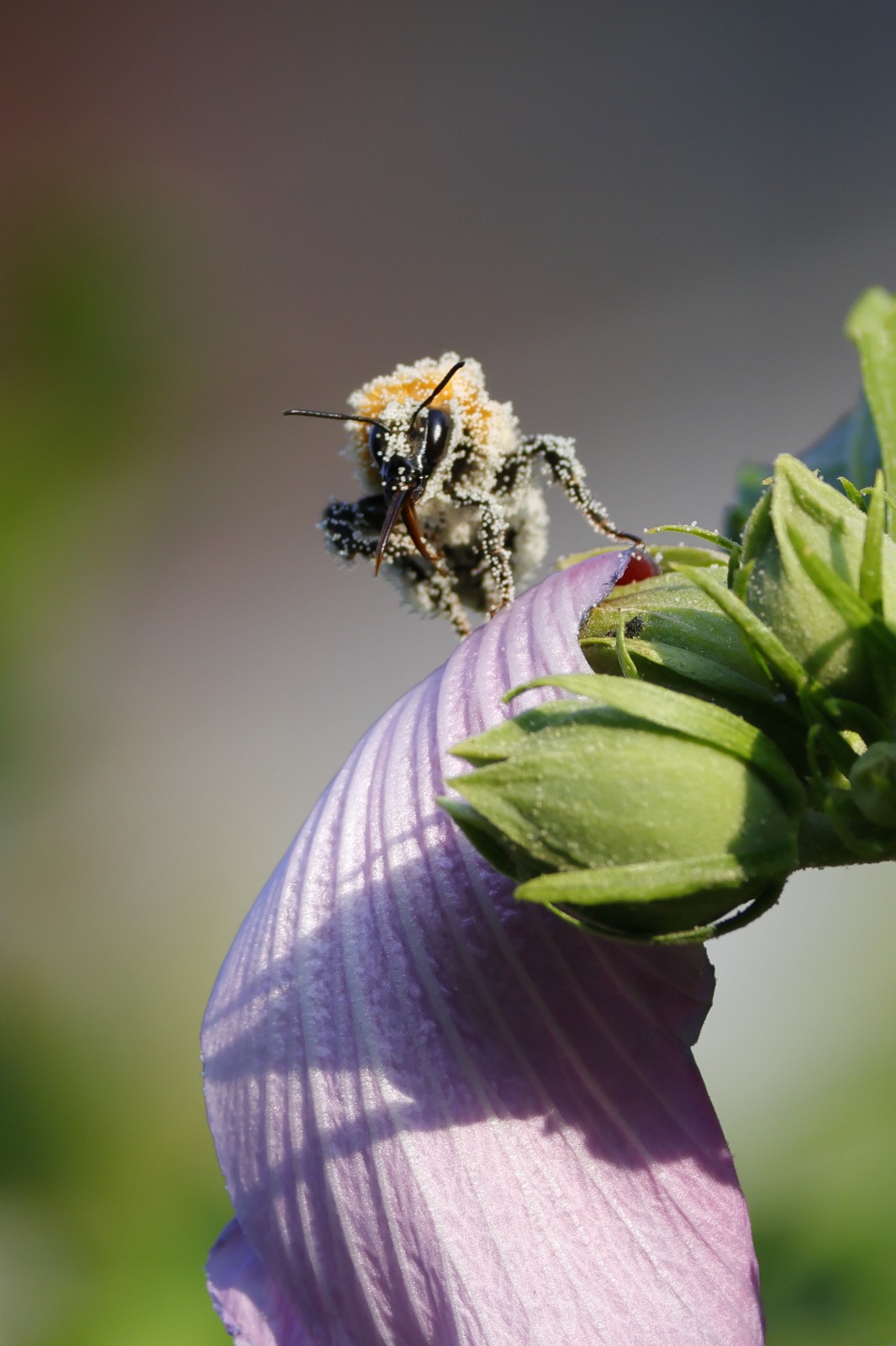 Arrogant Bumblebee