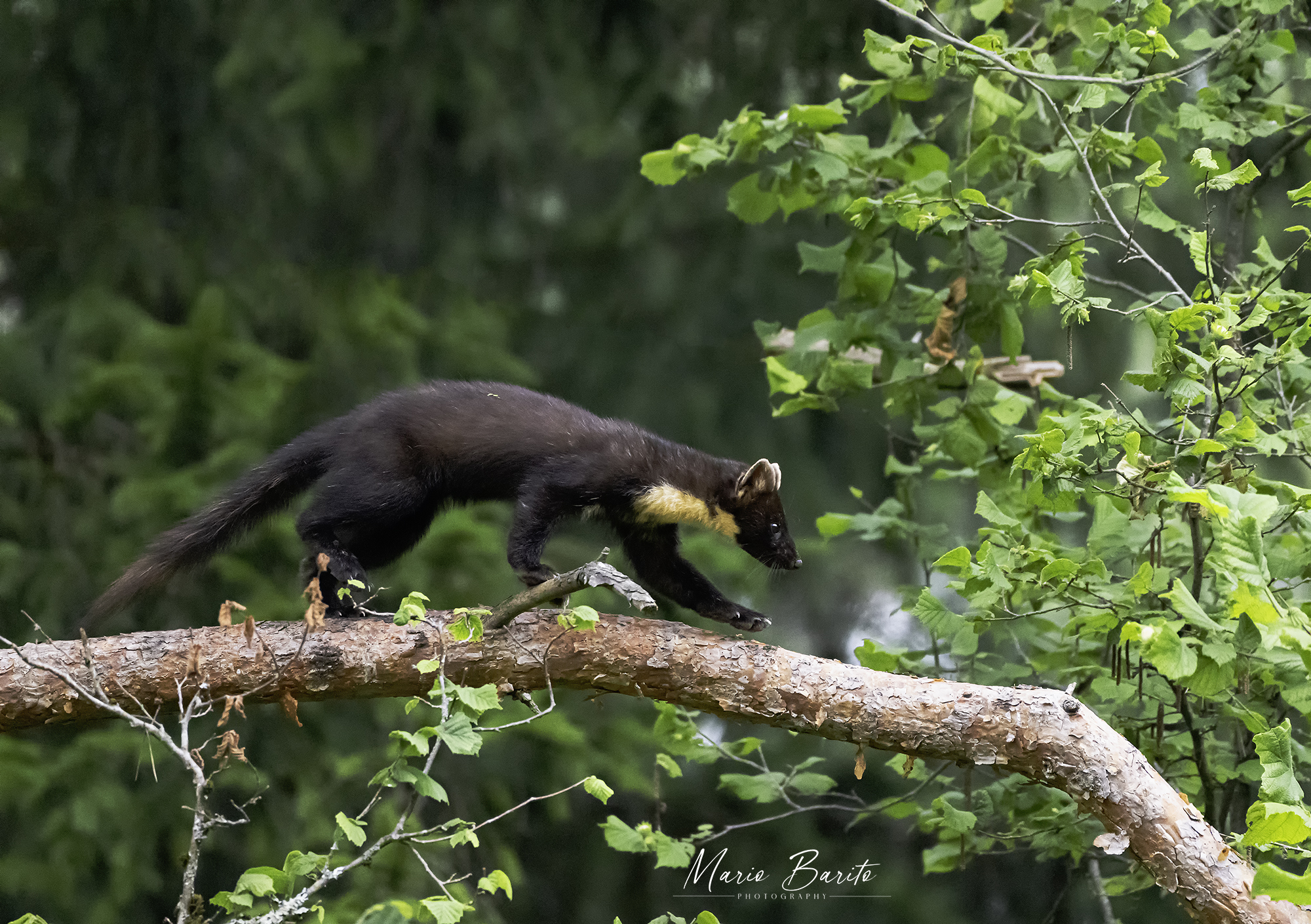 marten