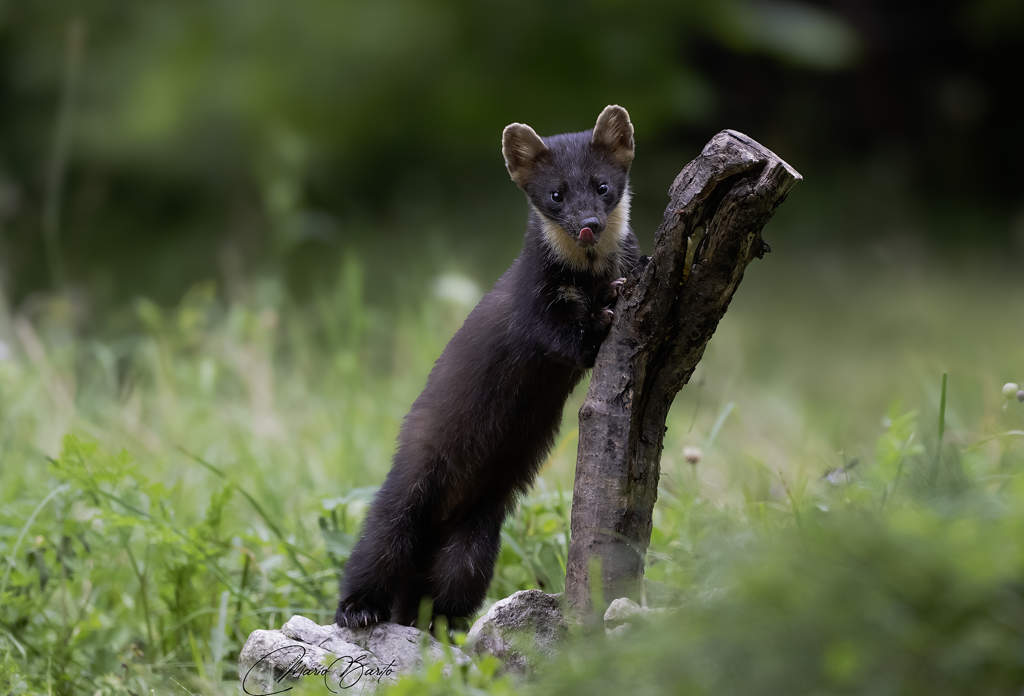 marten