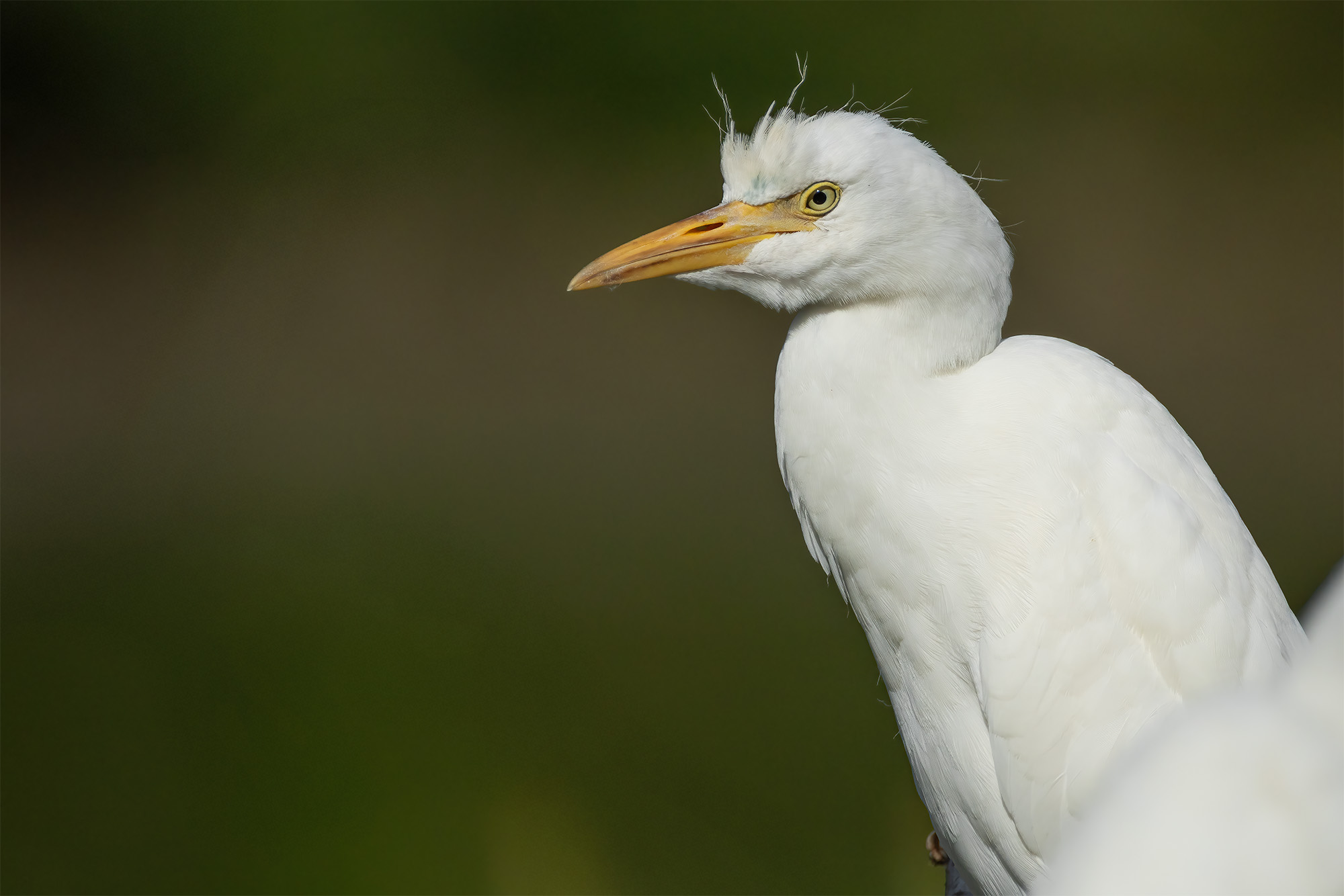 Cattle Egrets