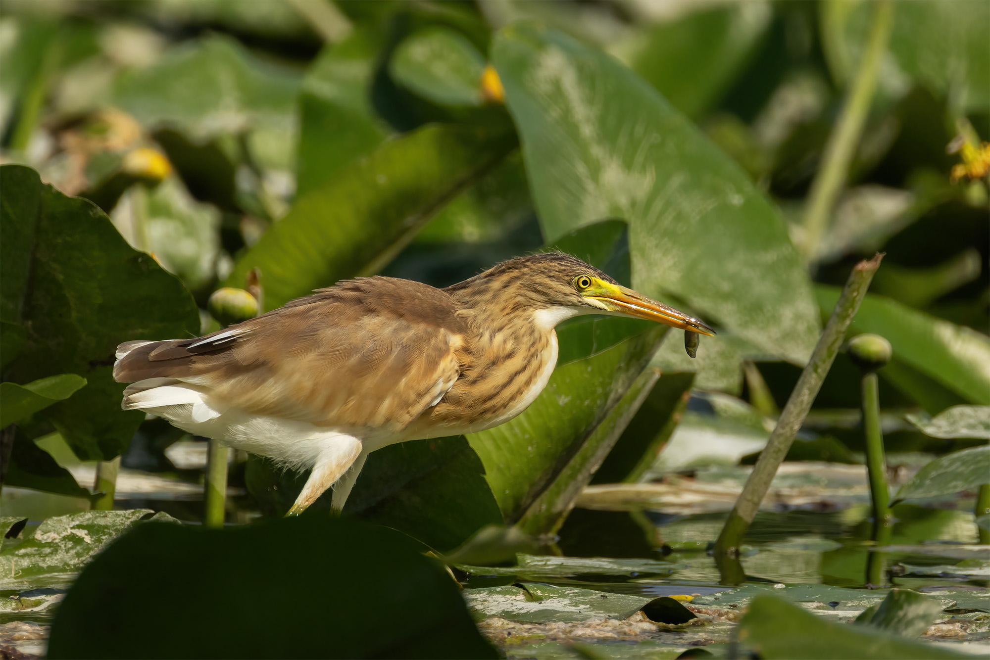 Squacco heron