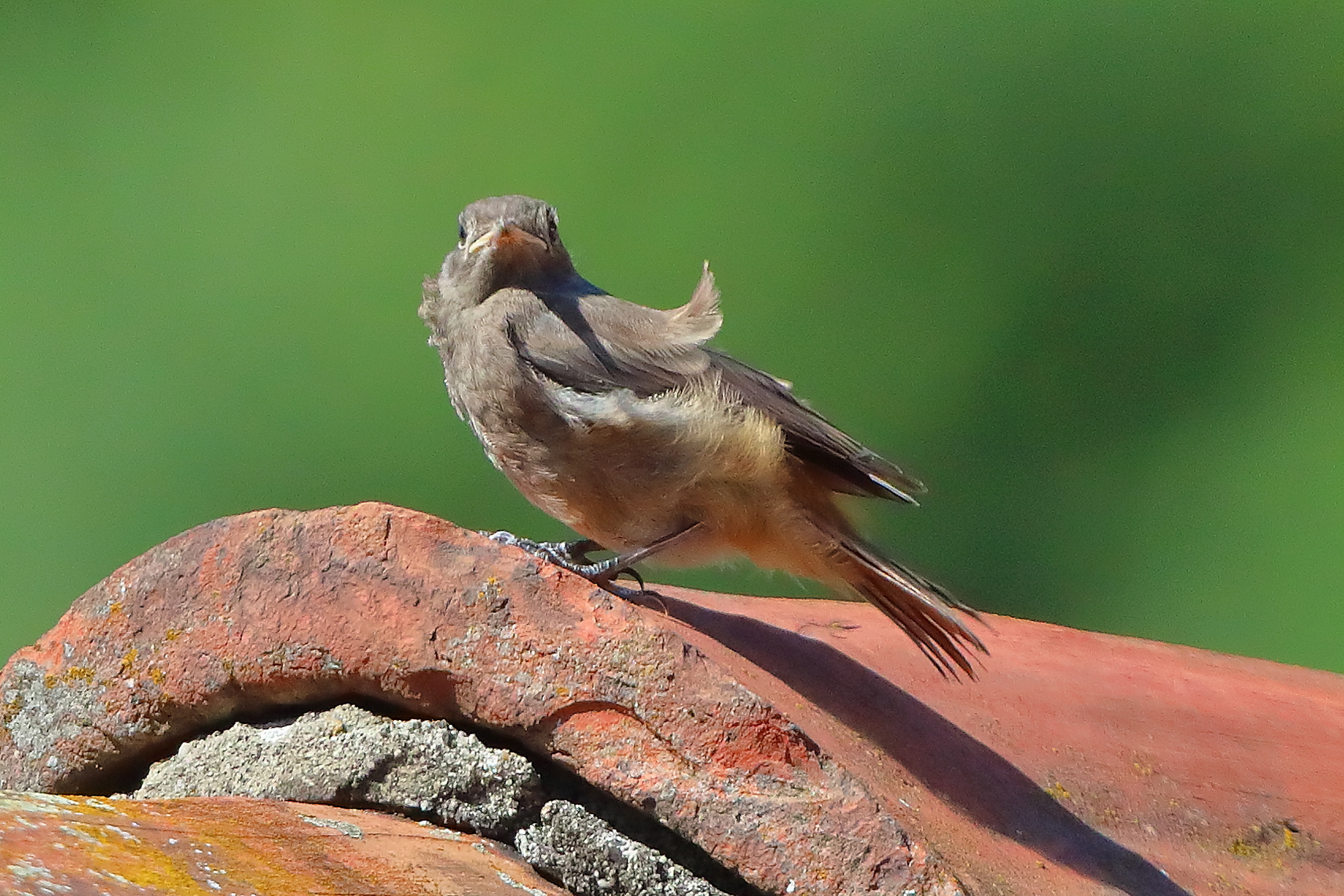 Codirosso S F 09 luglio 2025 - 0037