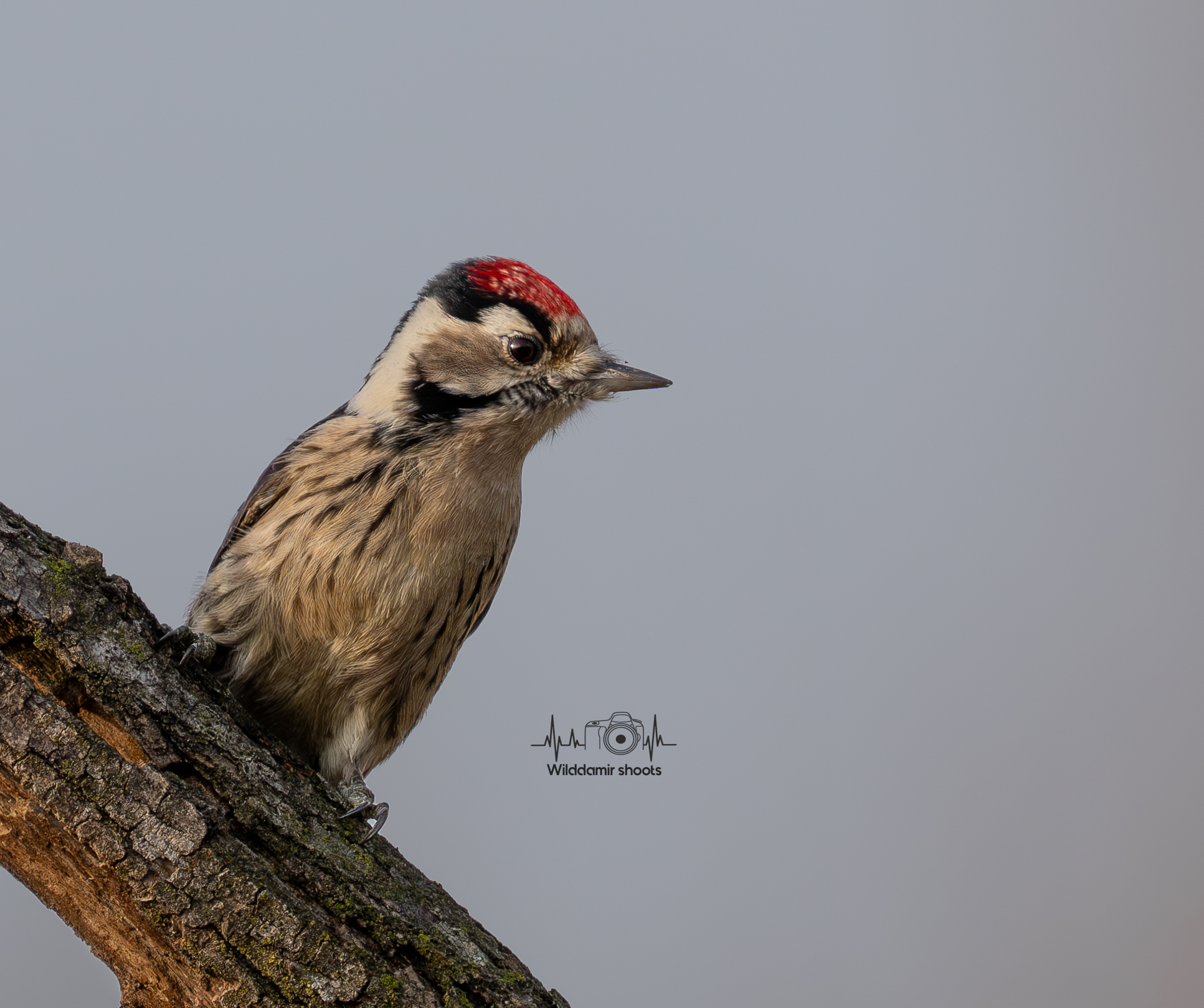 Lesser Spotted Woodpecker