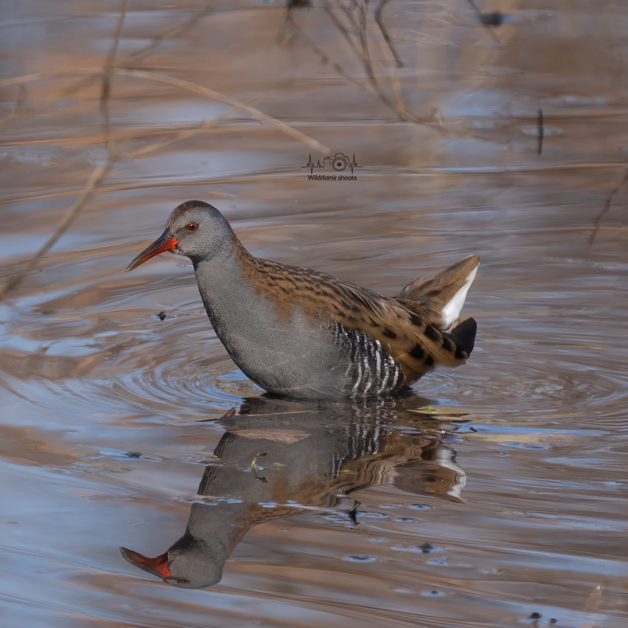 Water rail