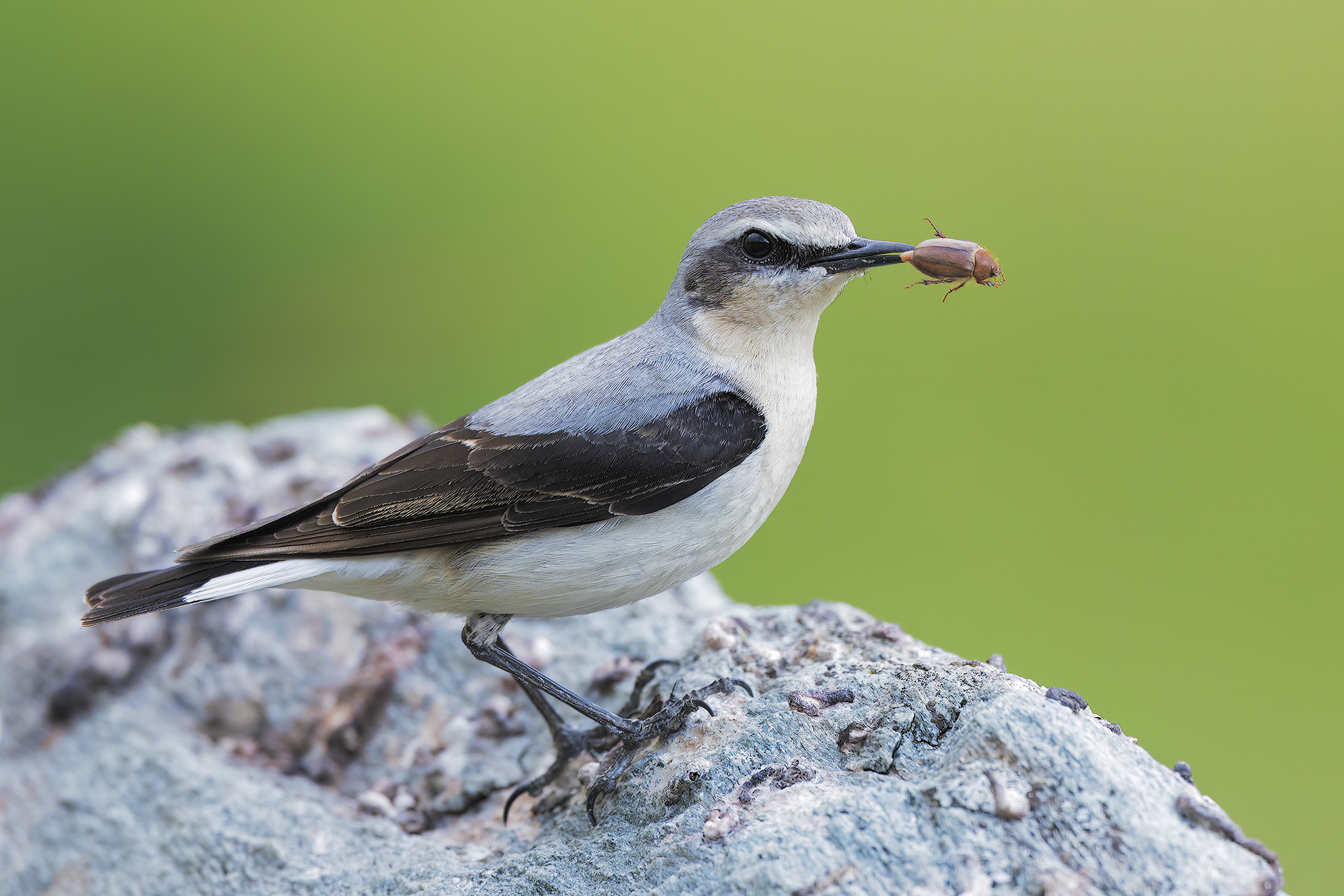 Northern wheatear