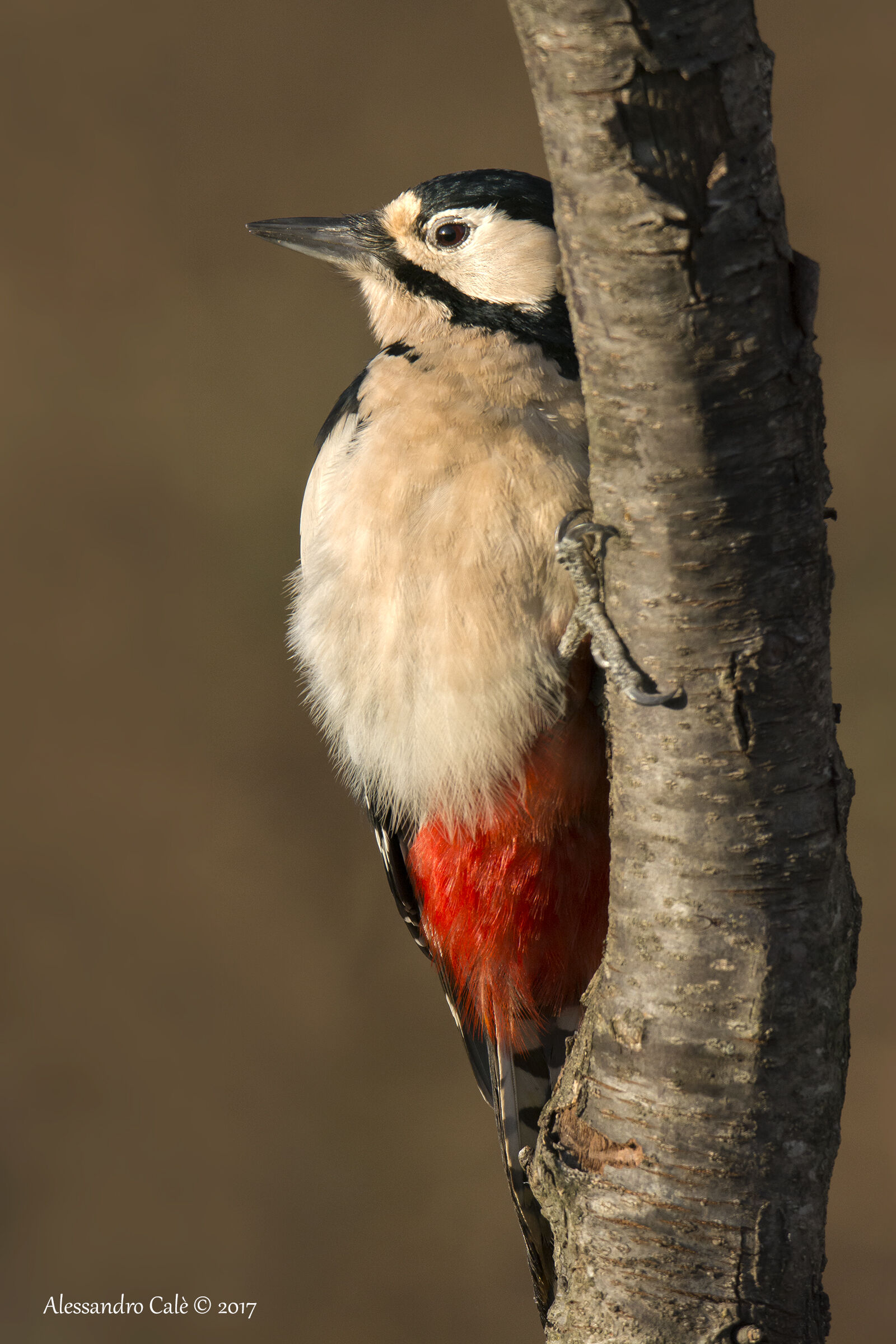Dendrocopos Major (Great Spotted Woodpecker) 5864
