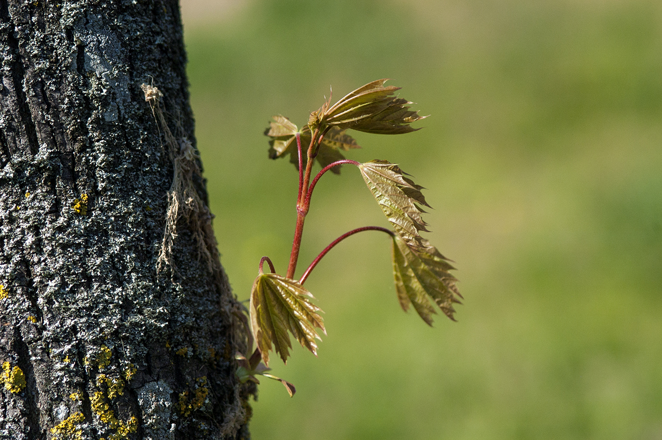 Bud