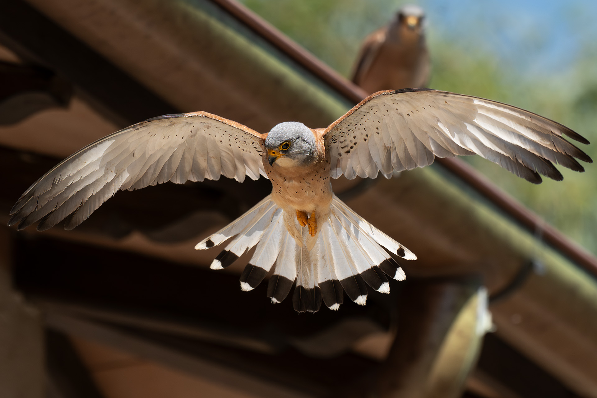 Maschio di grillaio in manovra aerea