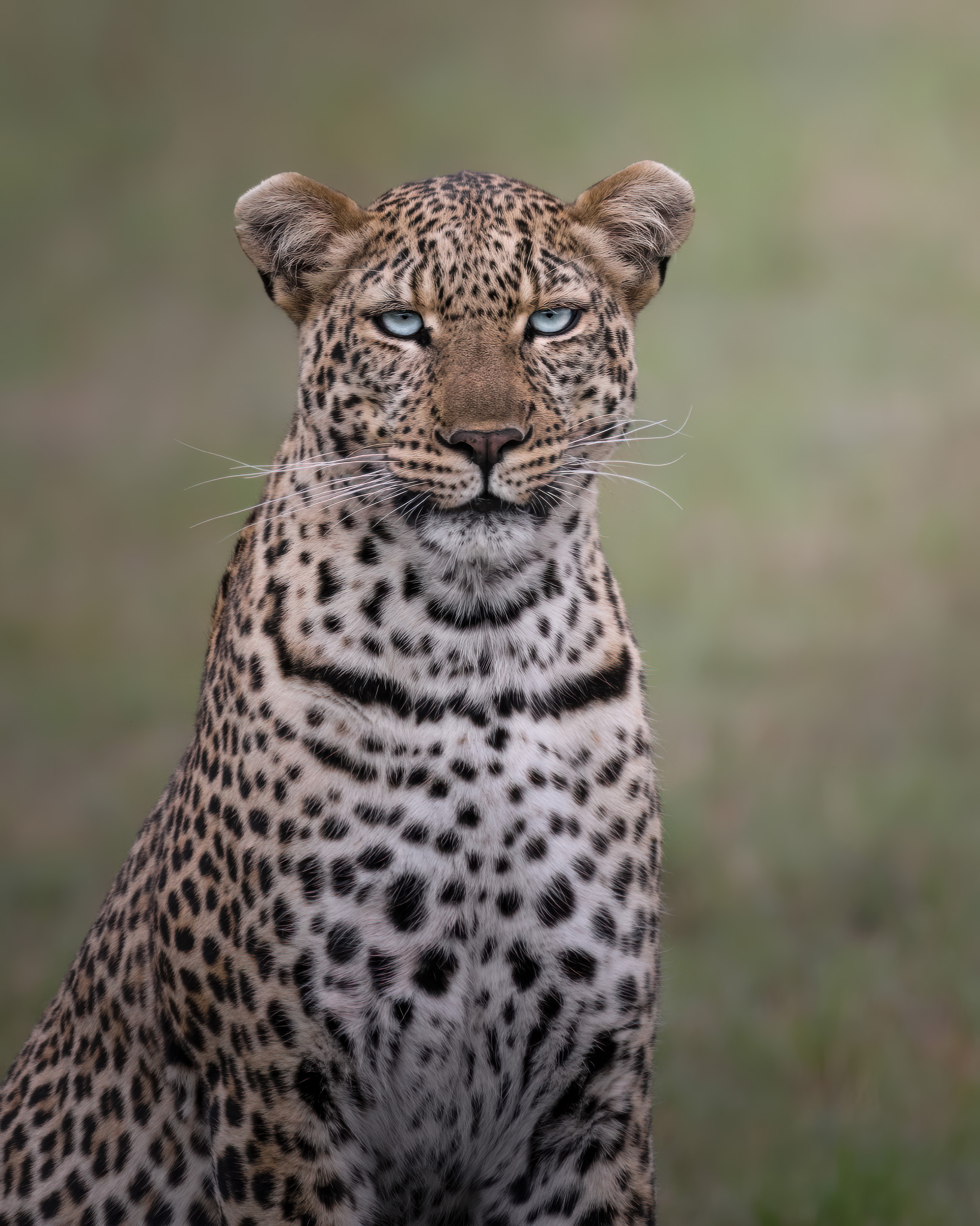 wild leopard