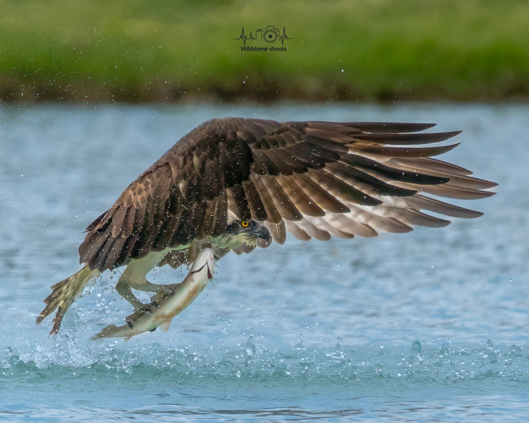 Osprey with prey