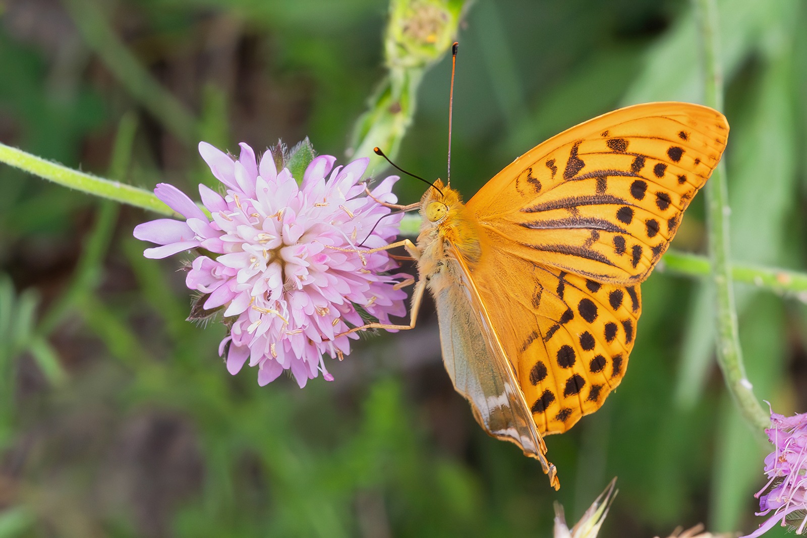 Argynnis paphia