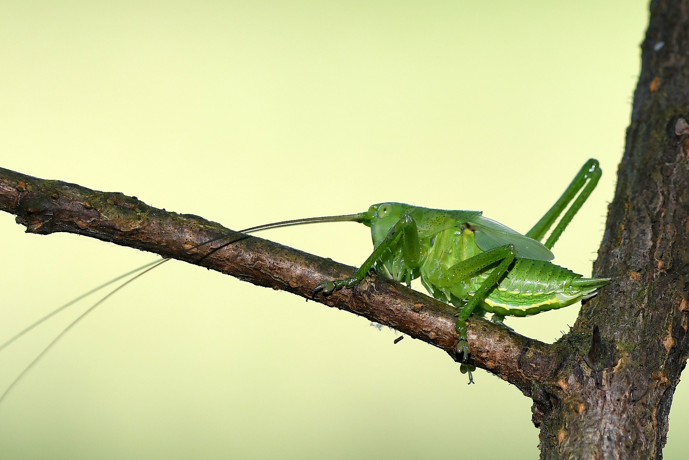 Locusta verdissima (Tettigonia viridissima)