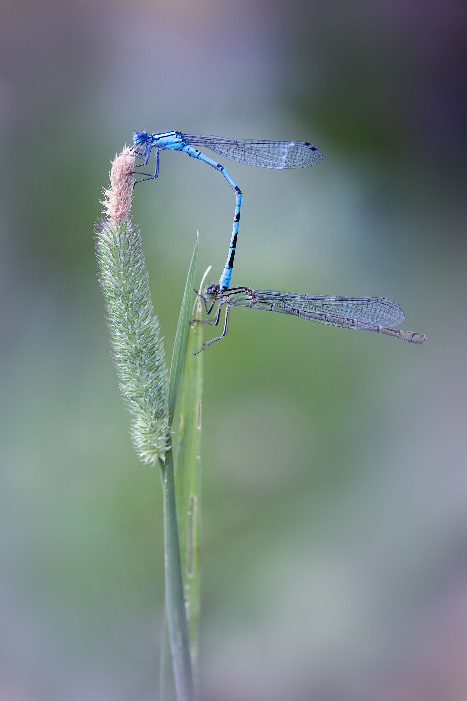 Enallagma cyathigerum - tandem