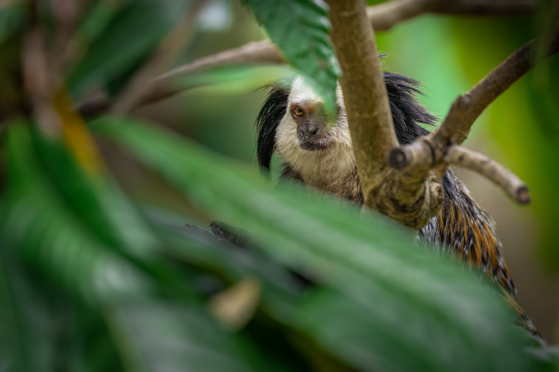 Uistiti dalla faccia bianca