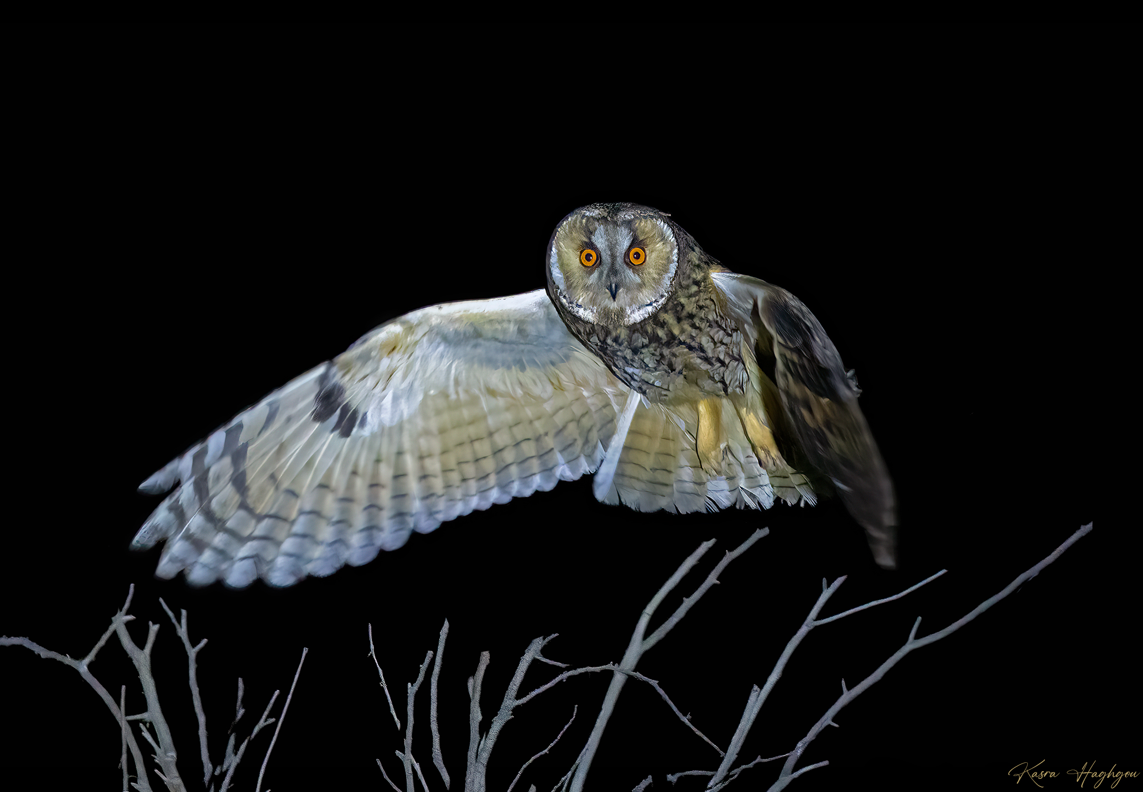 Long-eared owl