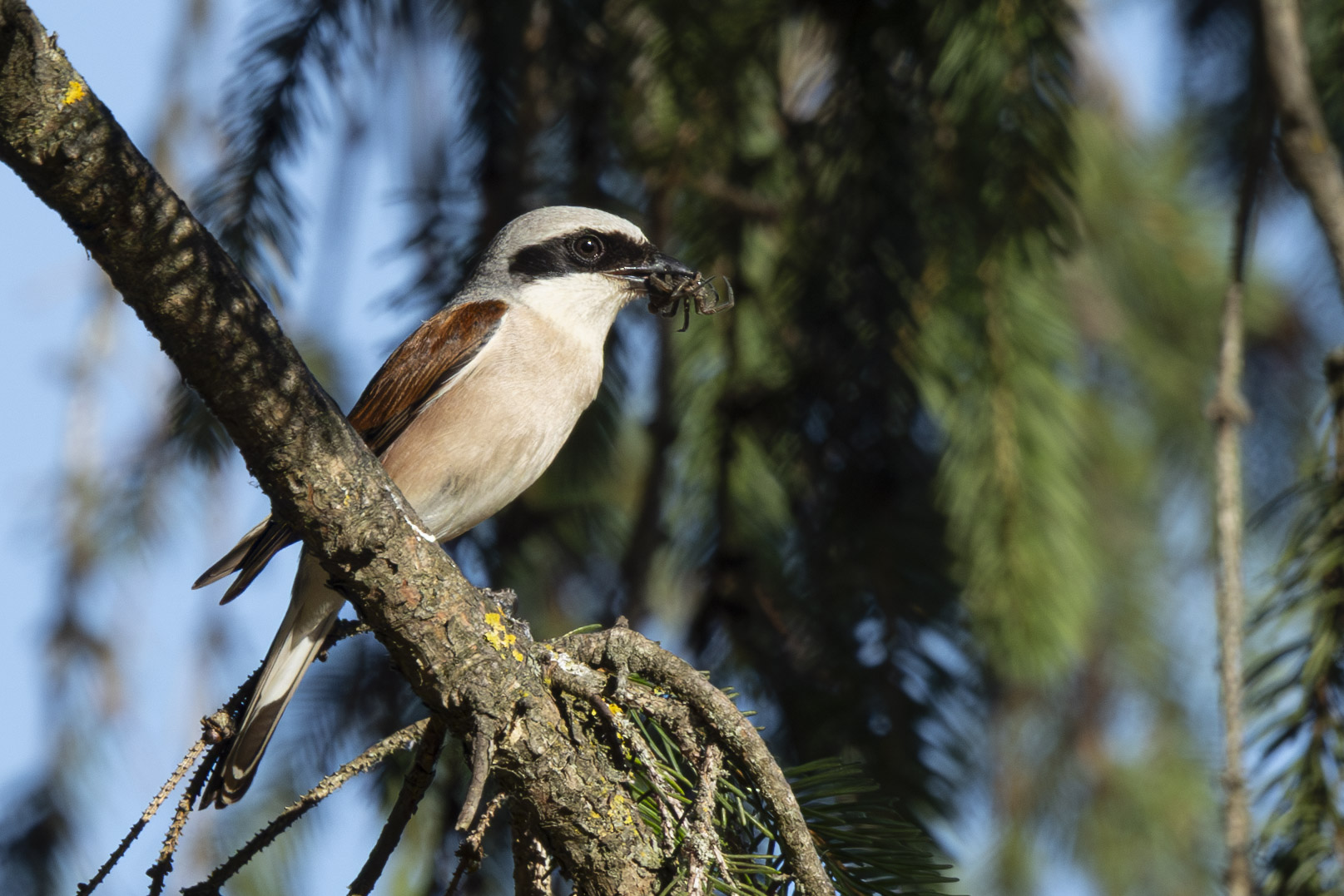 Little Shrike with prey