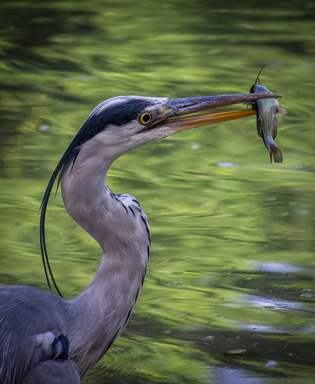 Grey Heron with Prey