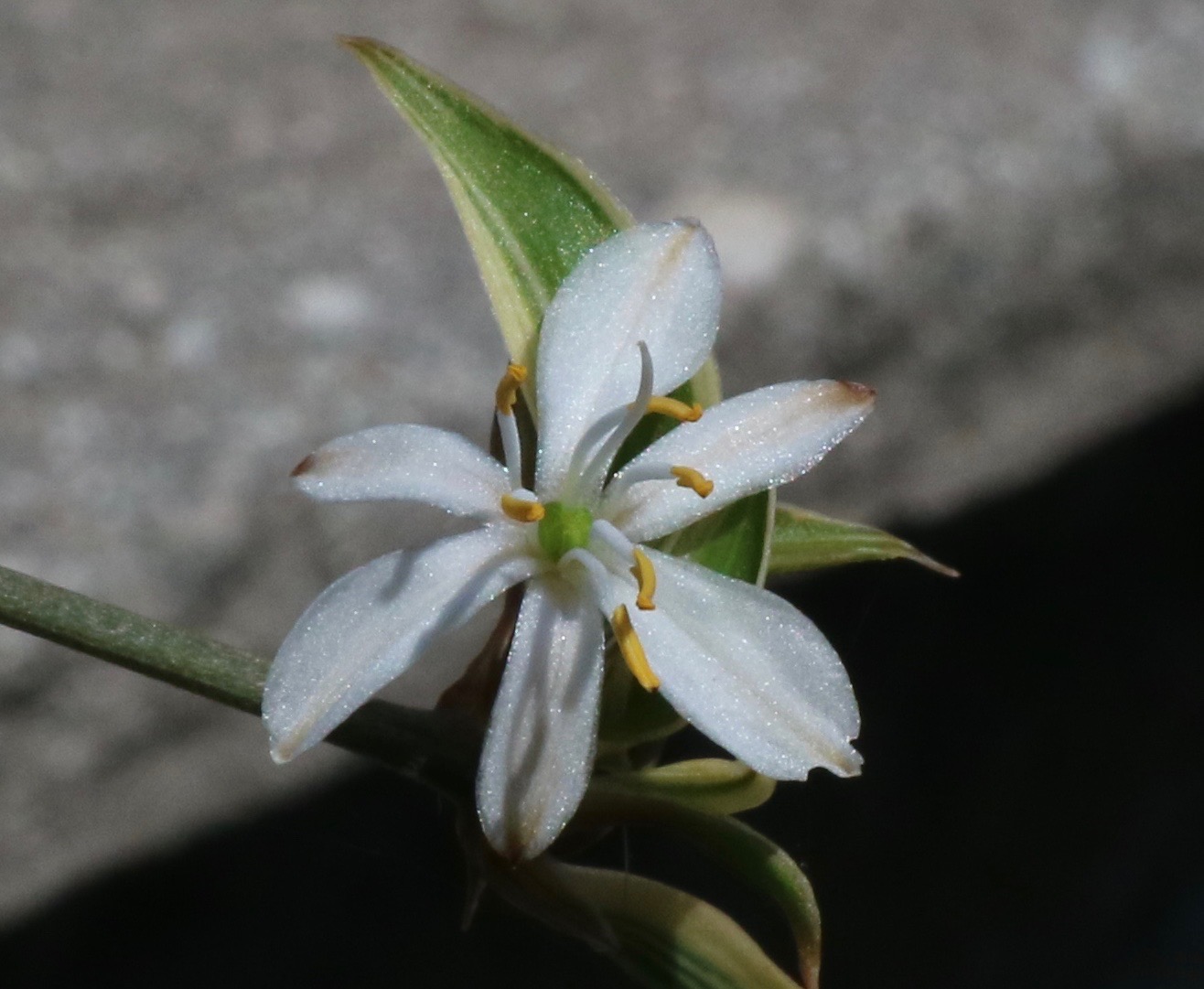 That moment. The flower came to meet me.