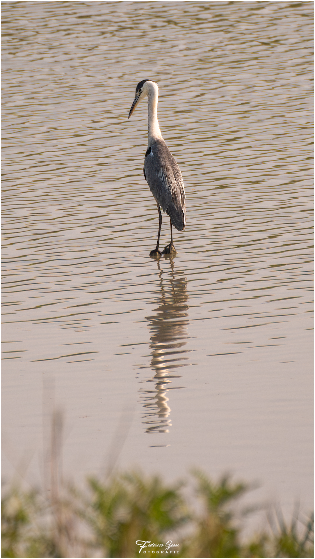 Grey heron