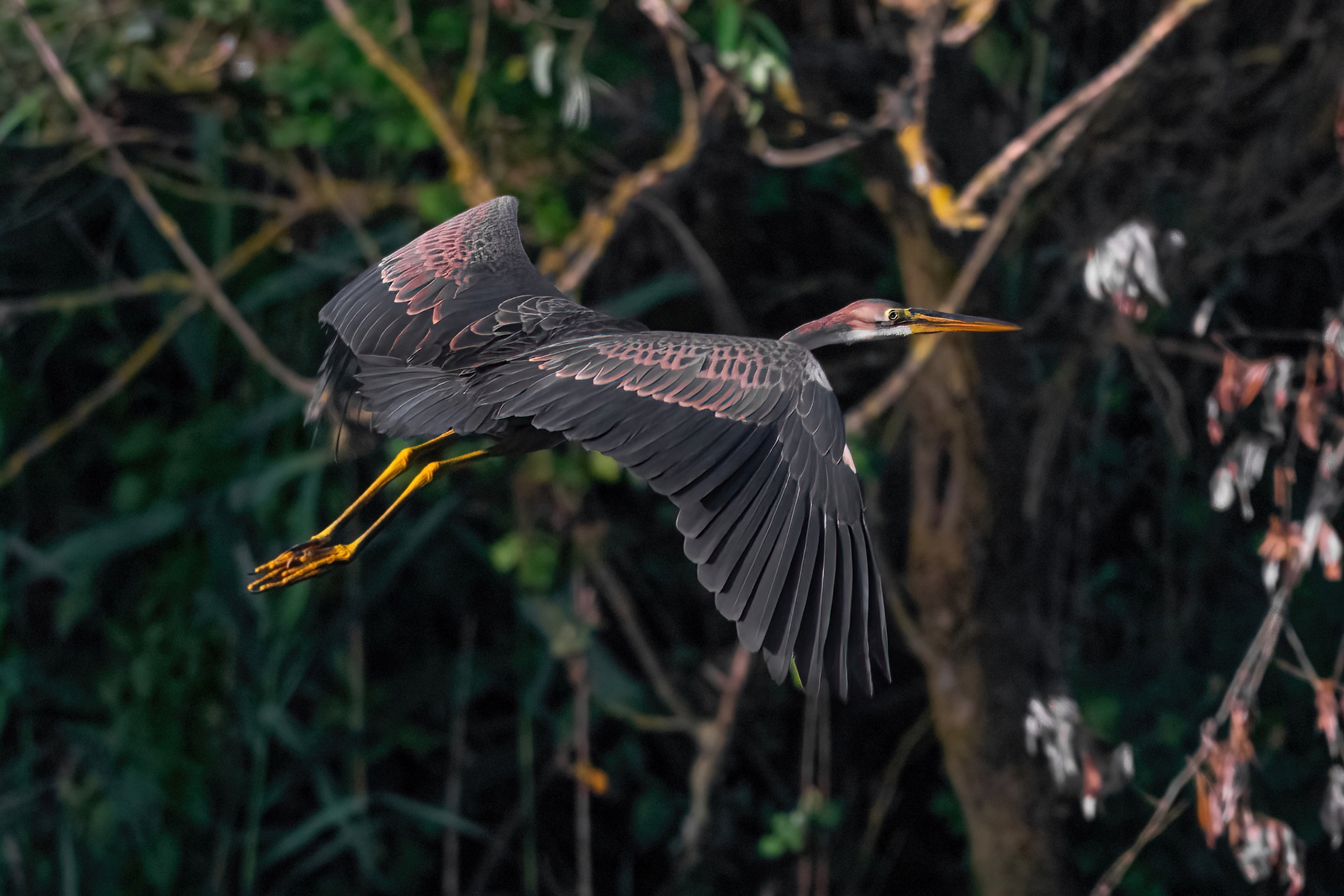 Purple heron (Ardea purpurea)