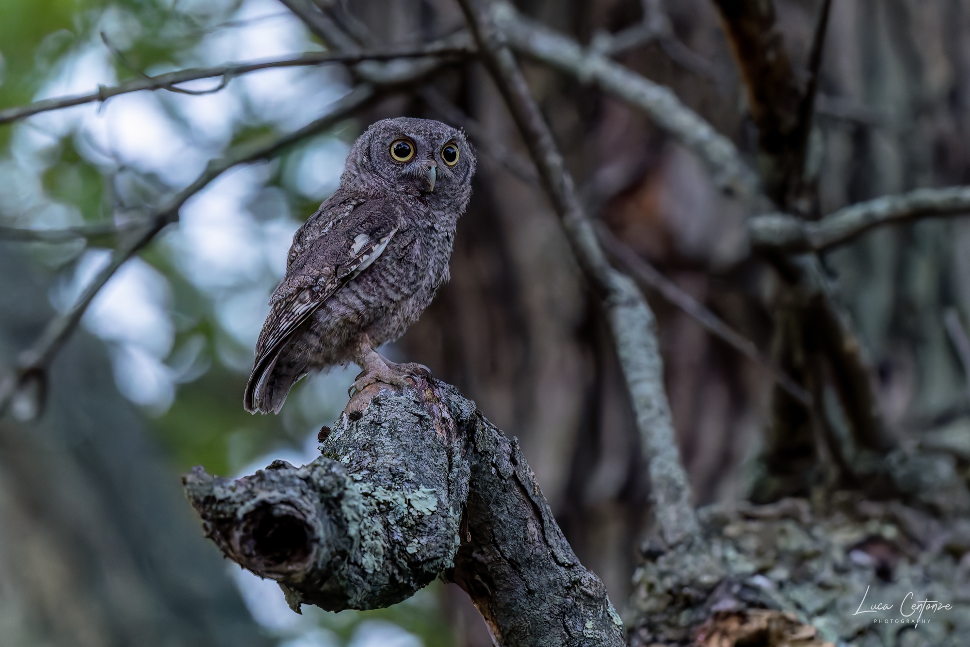 Giovane Assiolo Americano (Eastern Screech Owl)