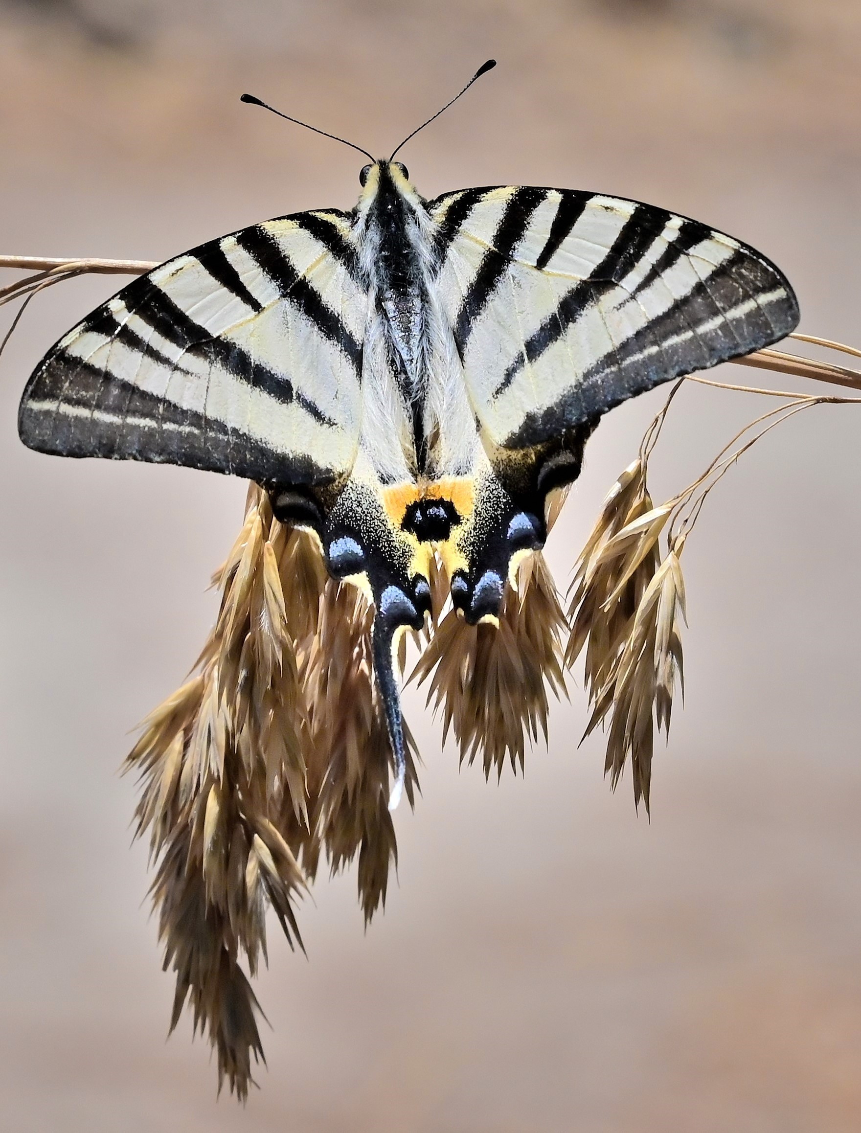 Iphiclides podalirius