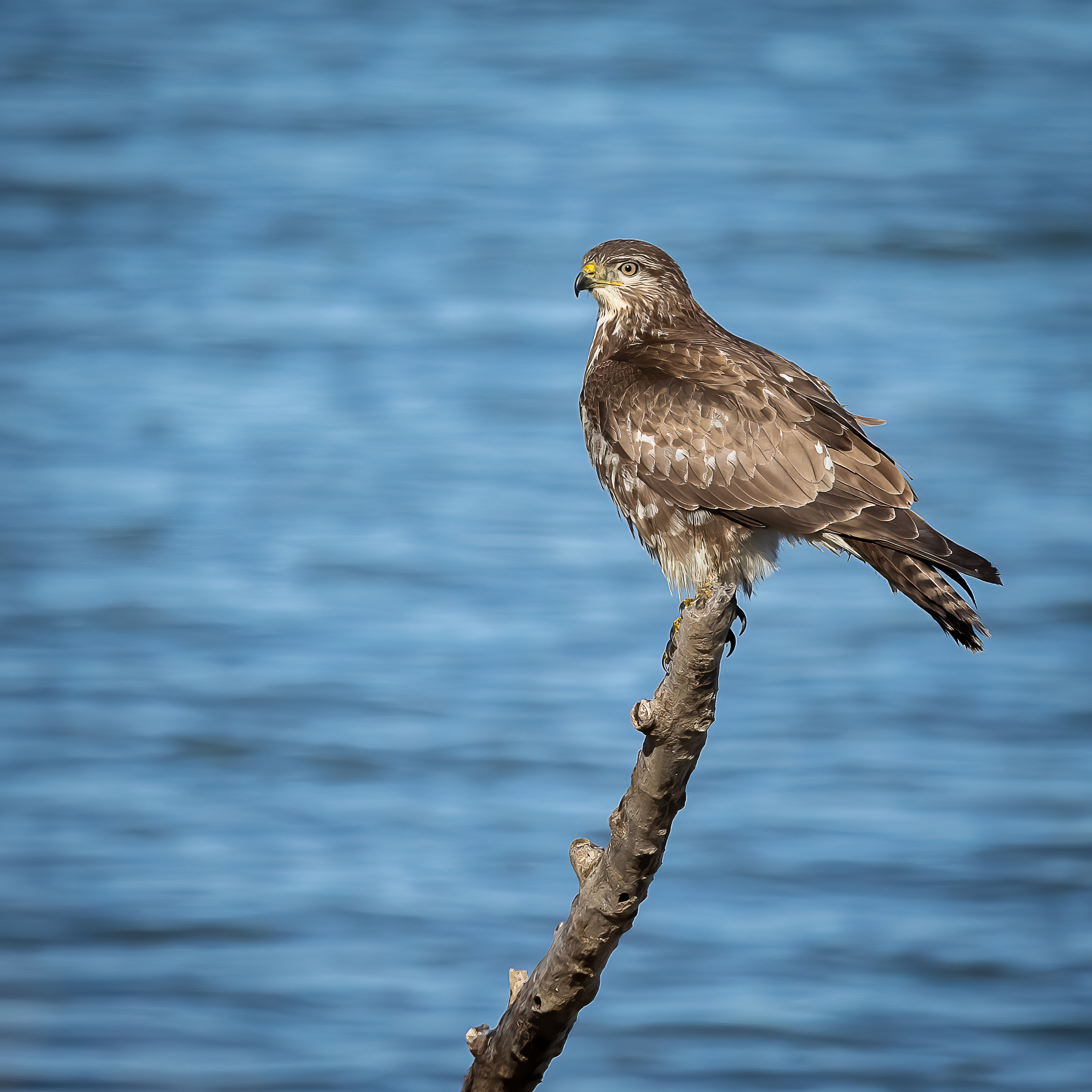 poiana - common buzzard