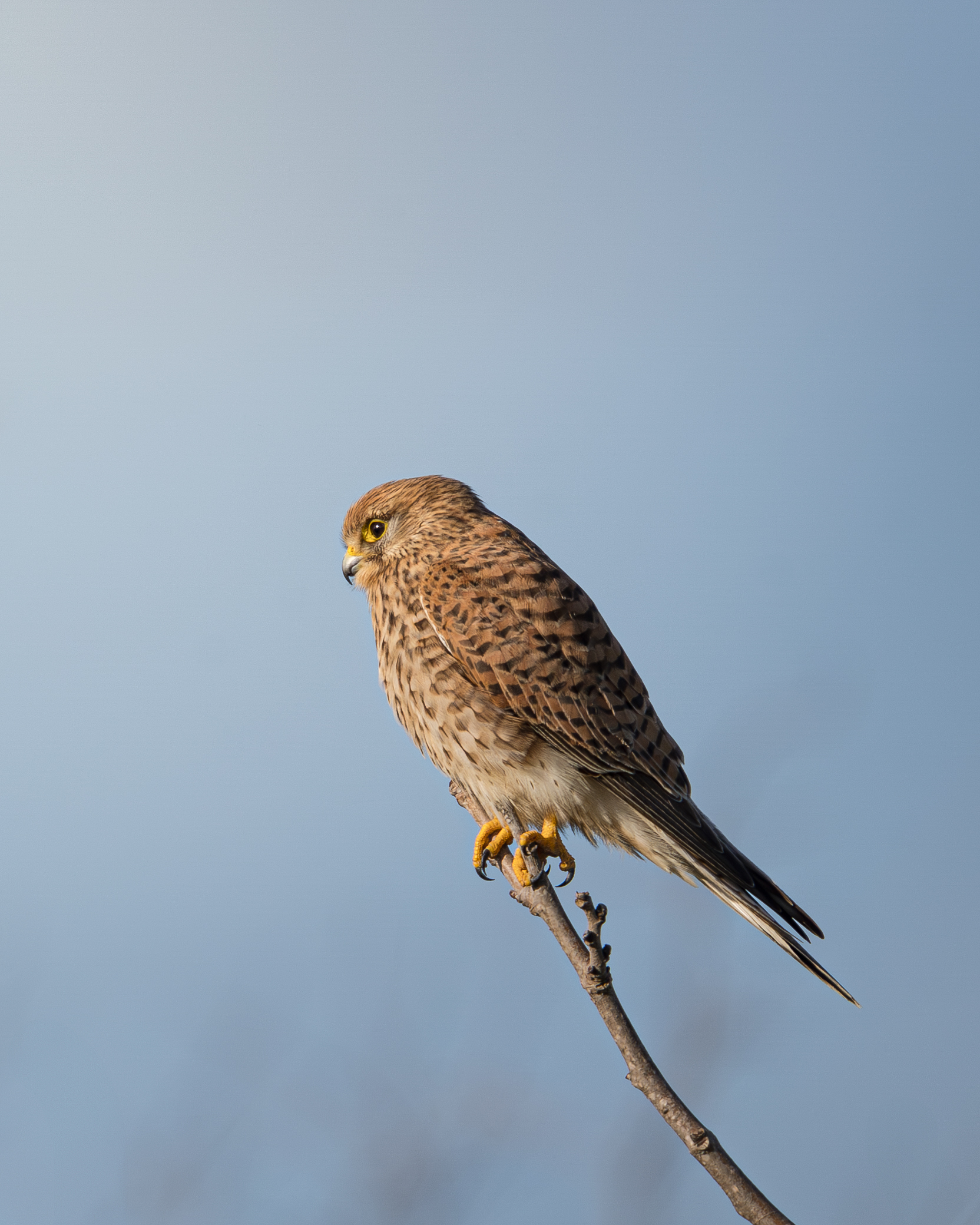 Kestrel