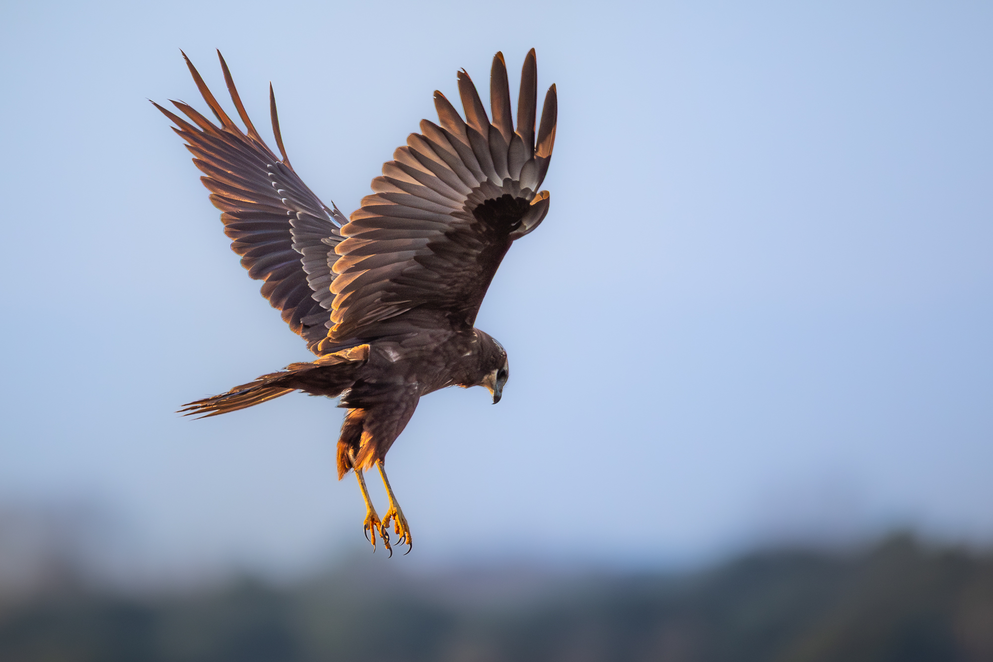 Marsh Harrier f.